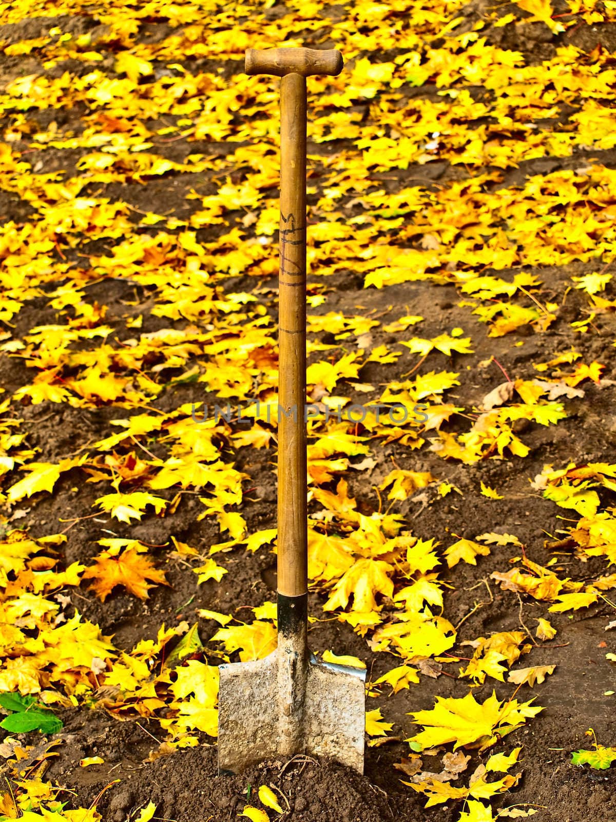shovel in ground with yellow maple leaves