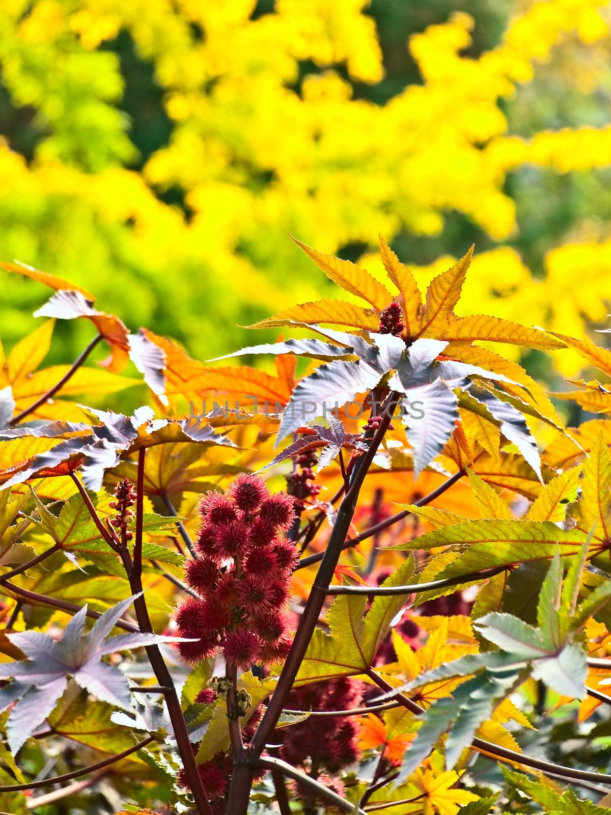red plant with round flower against autumn yellow background