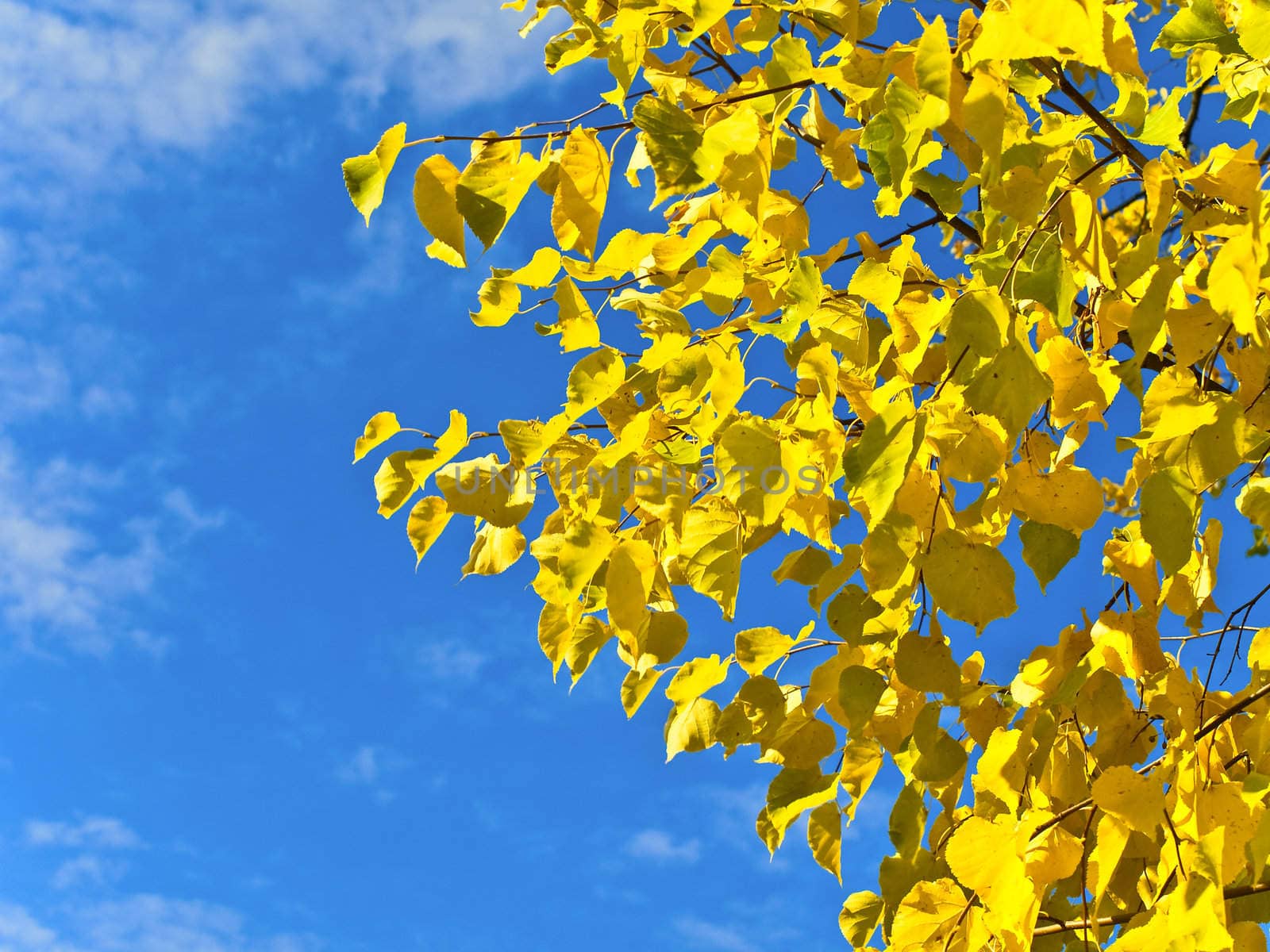 Yellow autumn branch against blue sky