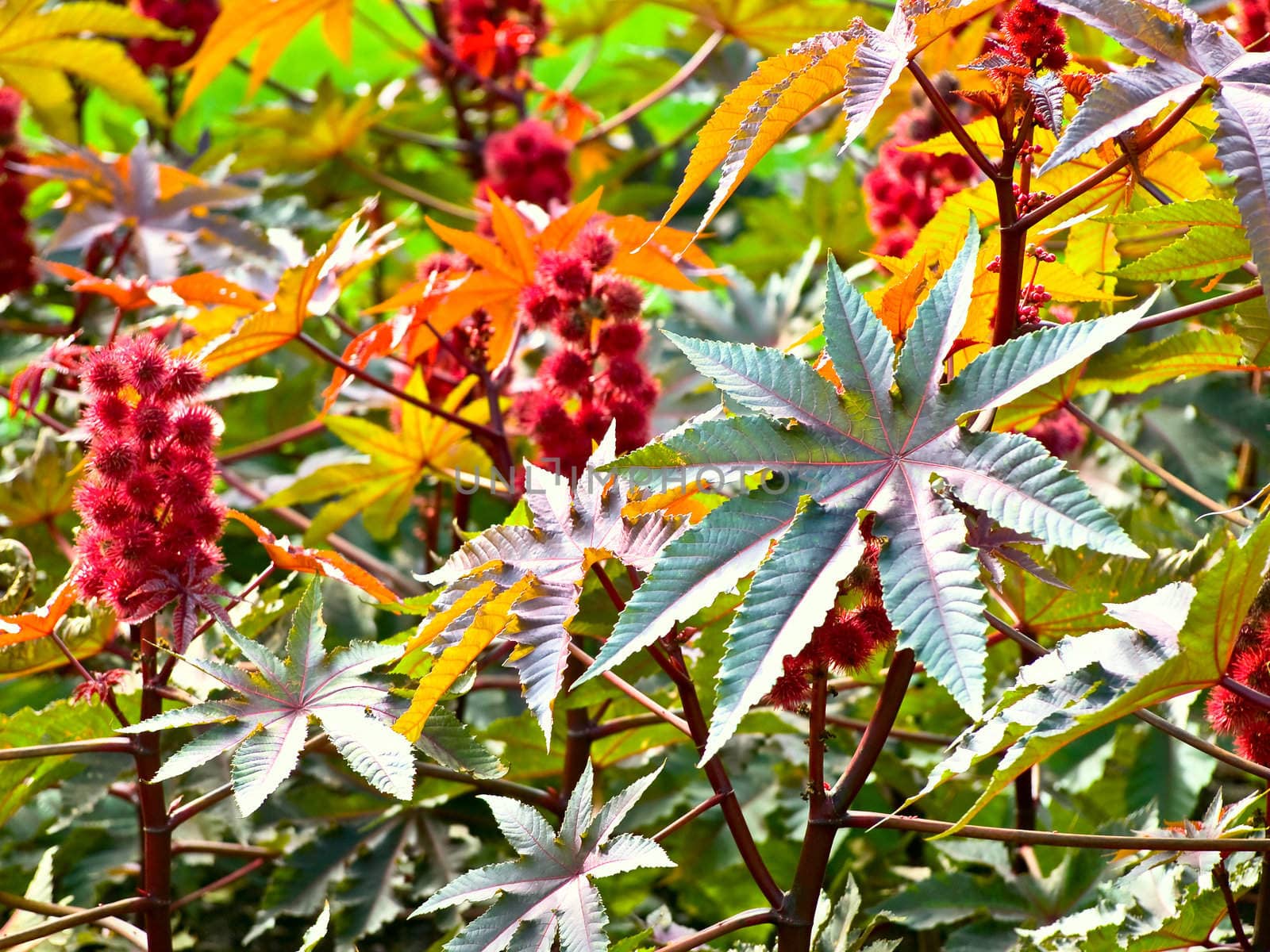 red roun outdoor flower blossom