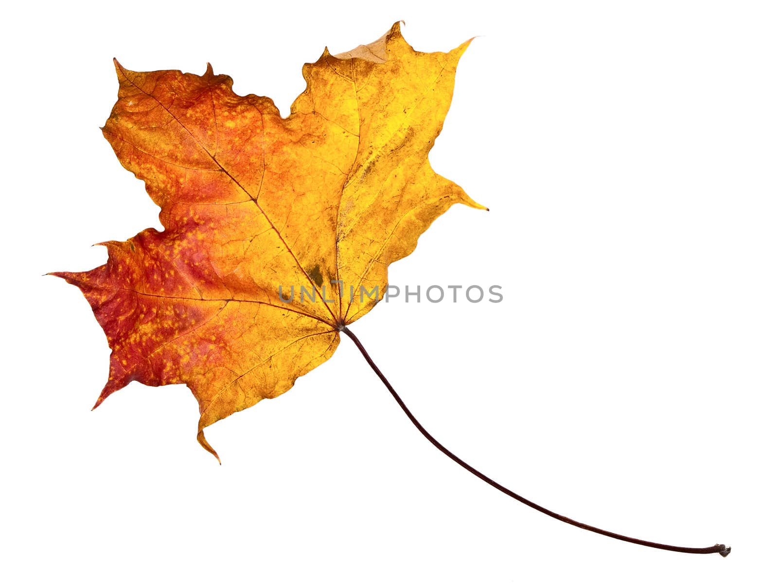 single autumn maple leaf against the white background