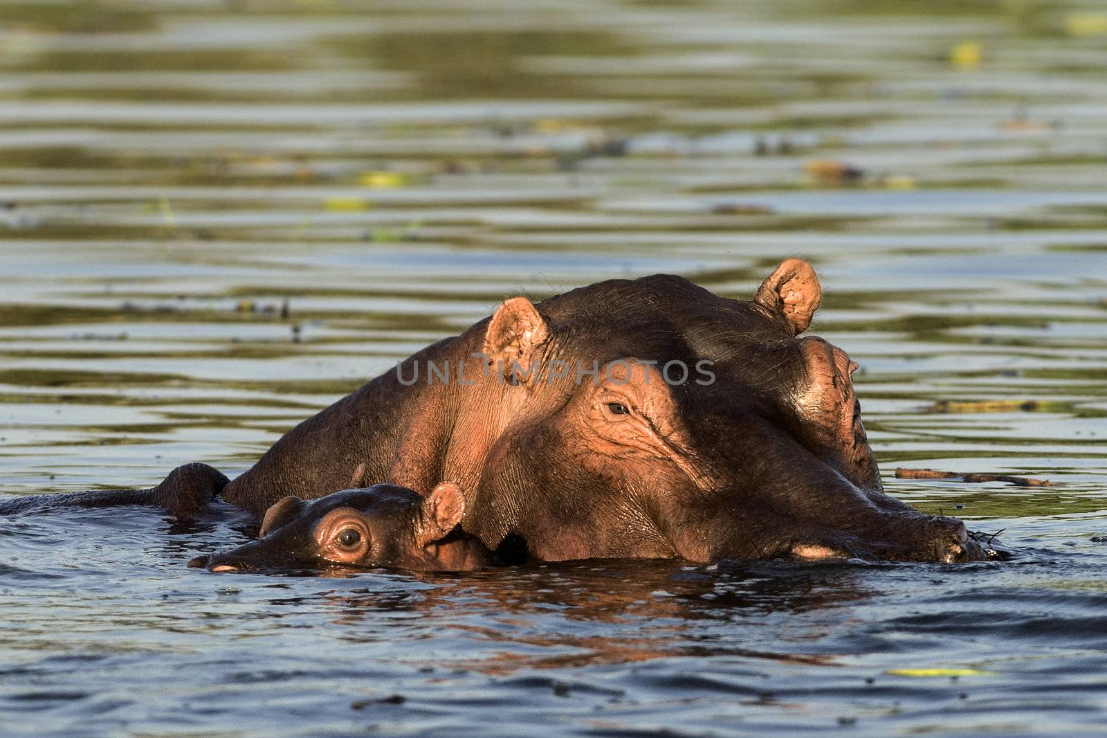 Hippopotamus with baby. by SURZ
