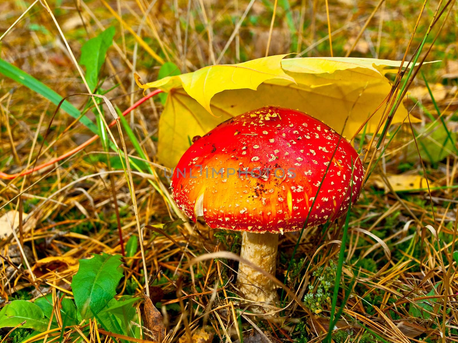 fly agaric under leaf by SNR