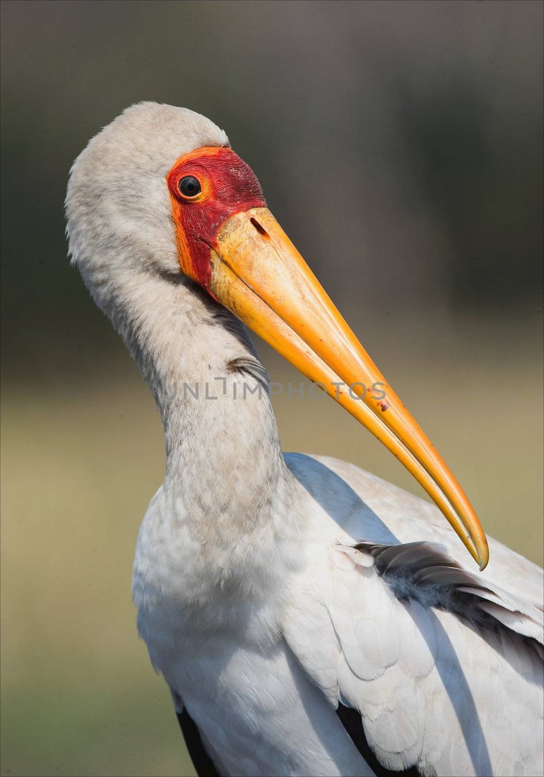 The Yellow-billed Stork. by SURZ