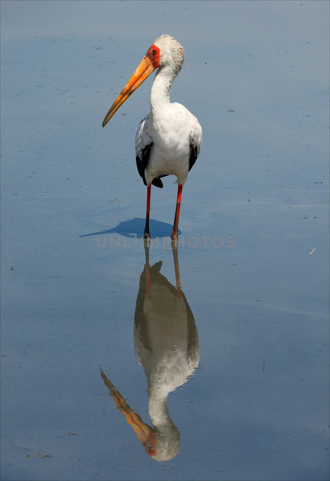 The Yellow-billed Stork, Mycteria ibis, is a large wading bird in the stork family Ciconiidae. It occurs Africa South of Sahara and in Madagascar. Plumage mainly pinkish-white with black wings and tail; bill yellow, blunt, and decurved at tip. 