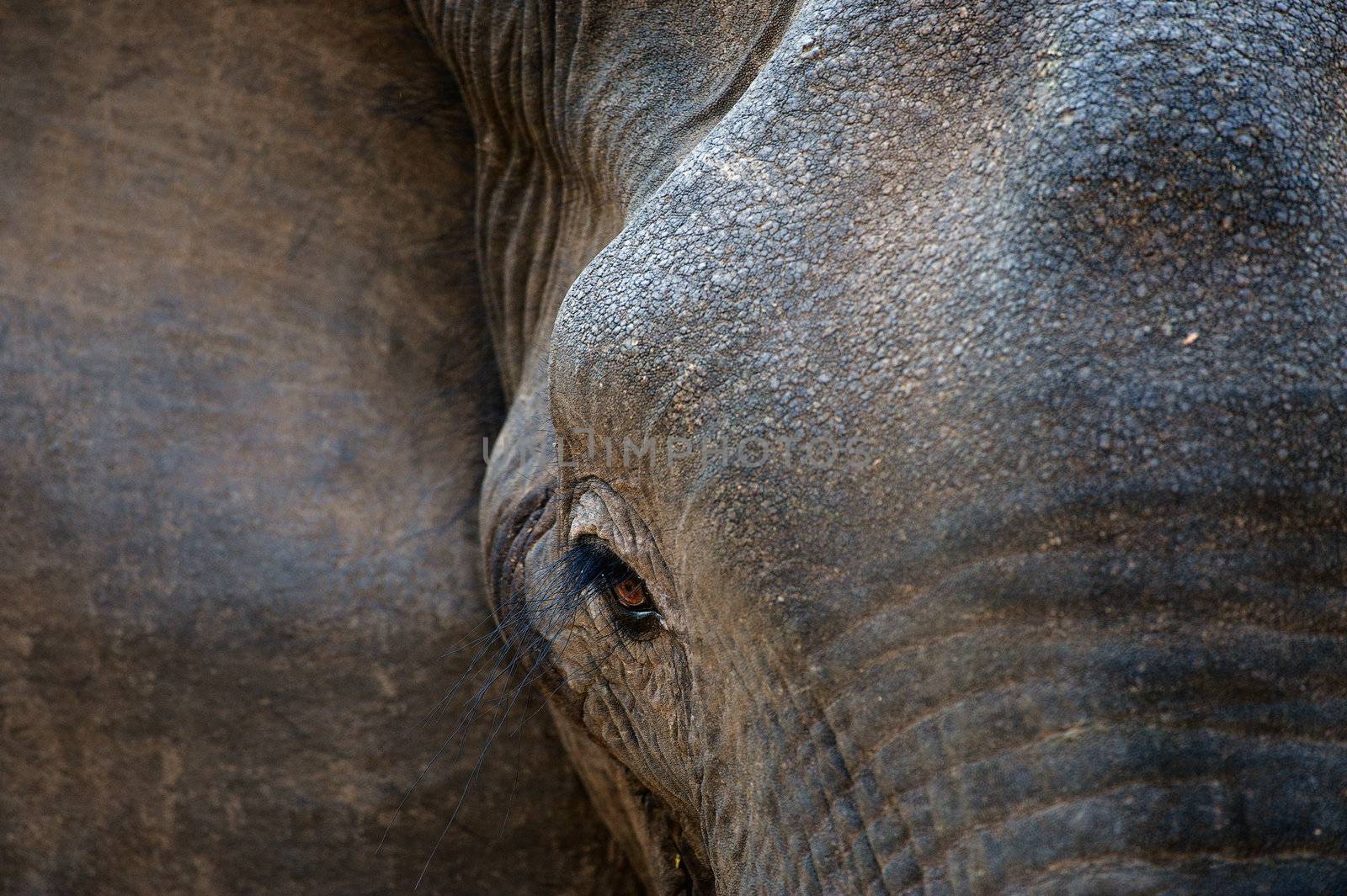 Eye of an elephant with eyelashes. by SURZ