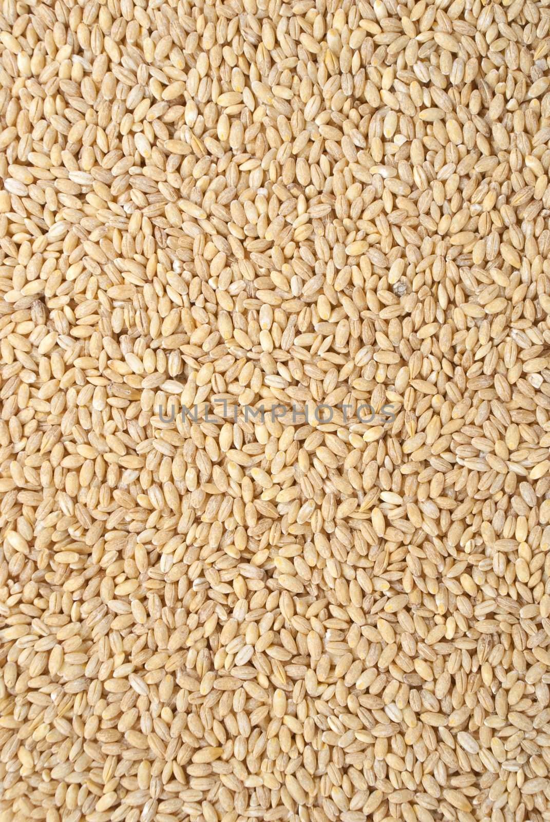 pouerd wheat by kozak