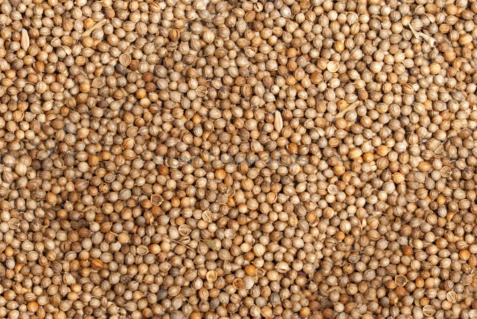 coriander is poured by an even layer