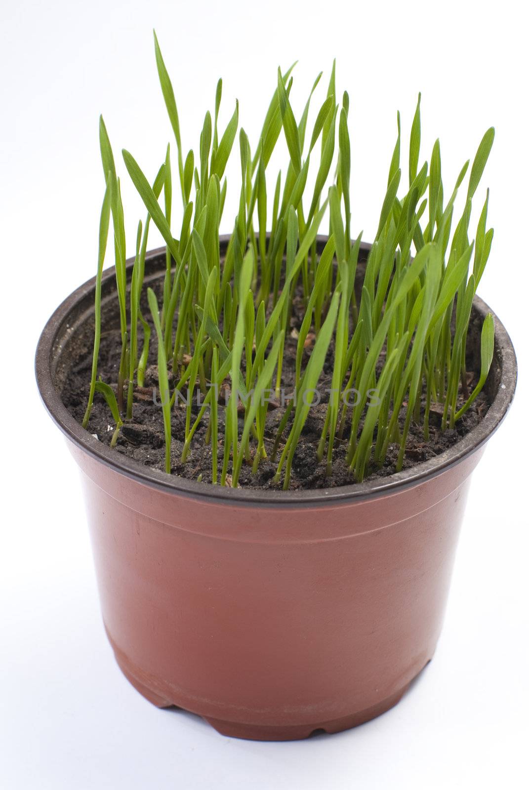 a green grass grows in a pot