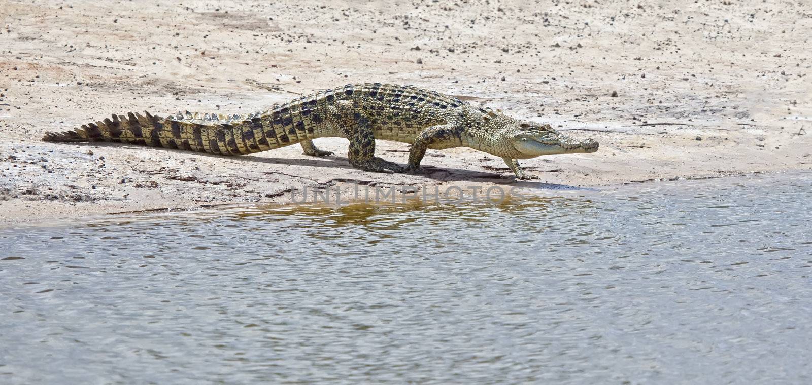An image of a salt water crocodile in Australia