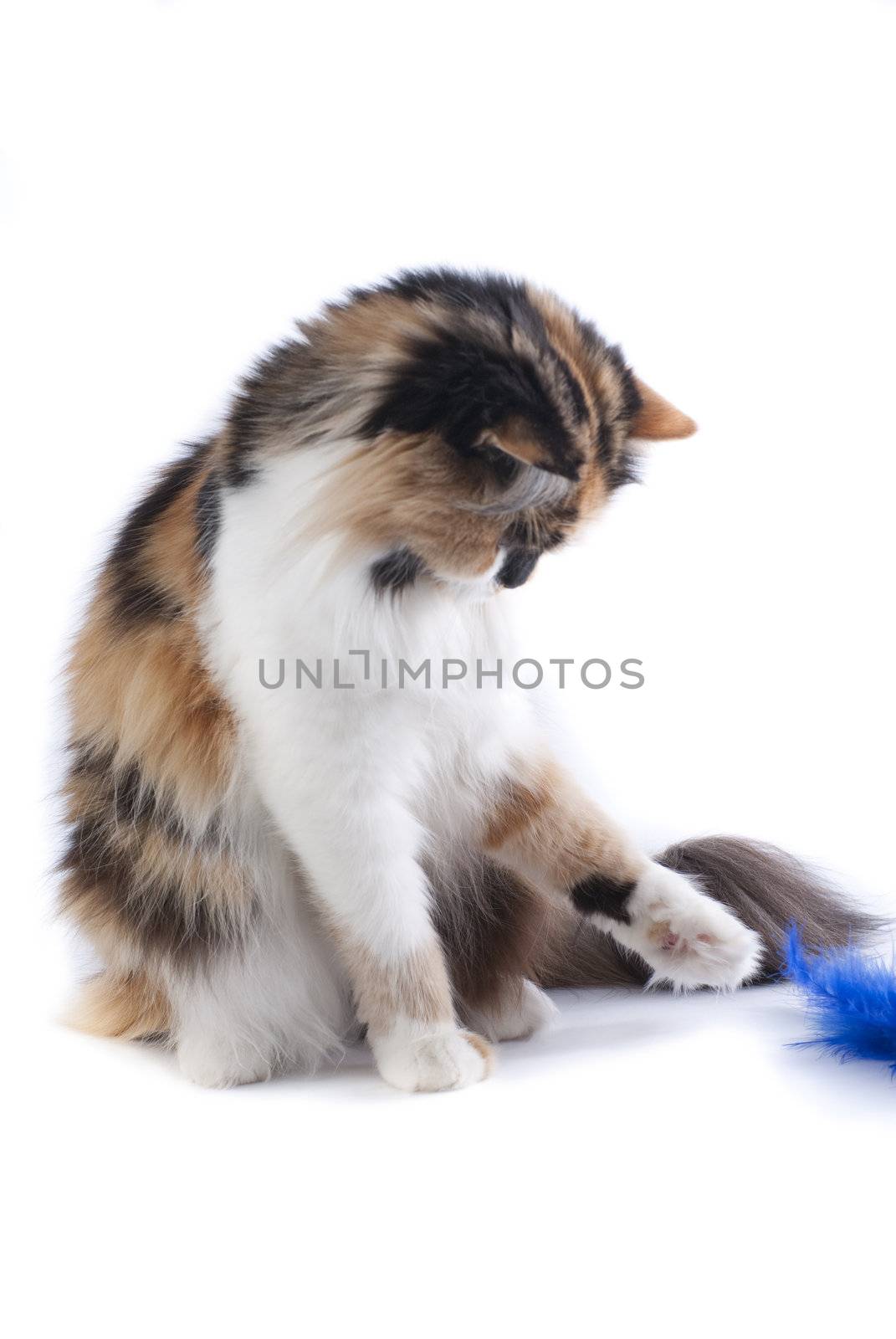 Cat on white background