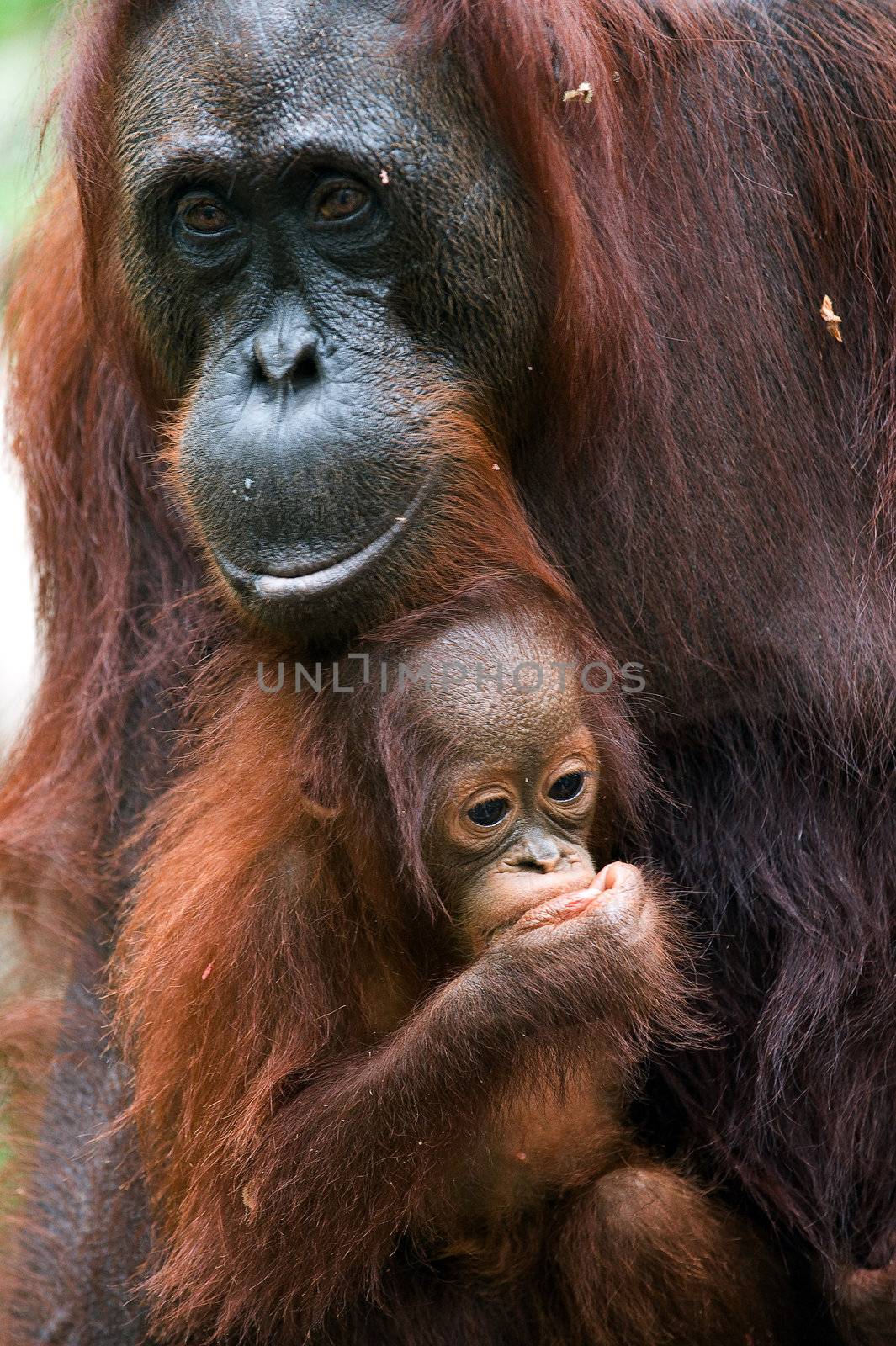The orangutan with a cub/Borneo. Rainforest.  Pongo pygmaeus wurmbii - southwest populations. Pongo pygmaeus wurmbii - southwest populations. The orangutans are the only exclusively Asian living genus of great ape. 