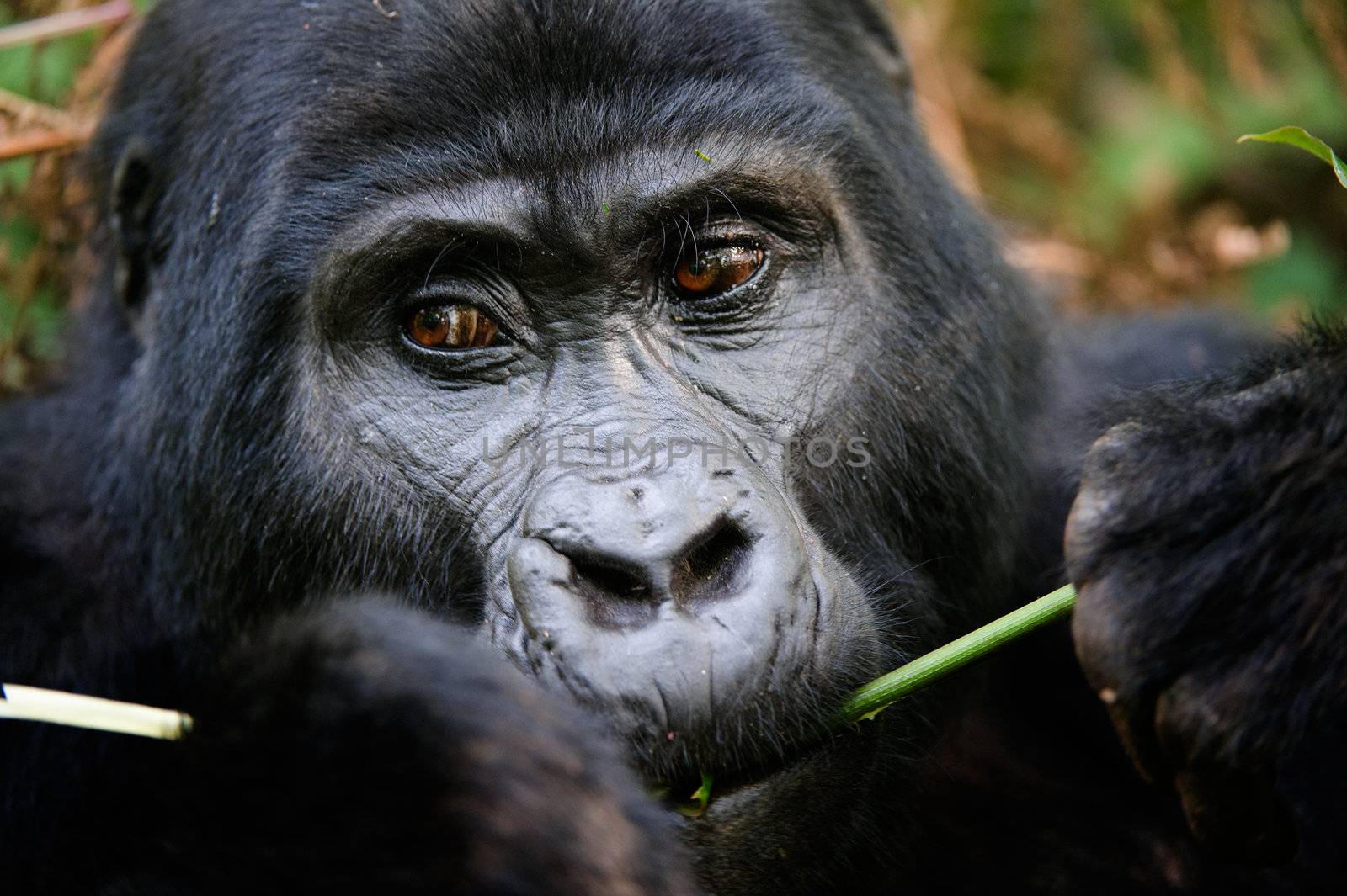 Gorillas are the largest of the living primates. They are ground-dwelling and predominantly herbivorous. They inhabit the forests of central Africa. Gorillas are divided into two species and (still under debate as of 2008) either four or five subspecies.