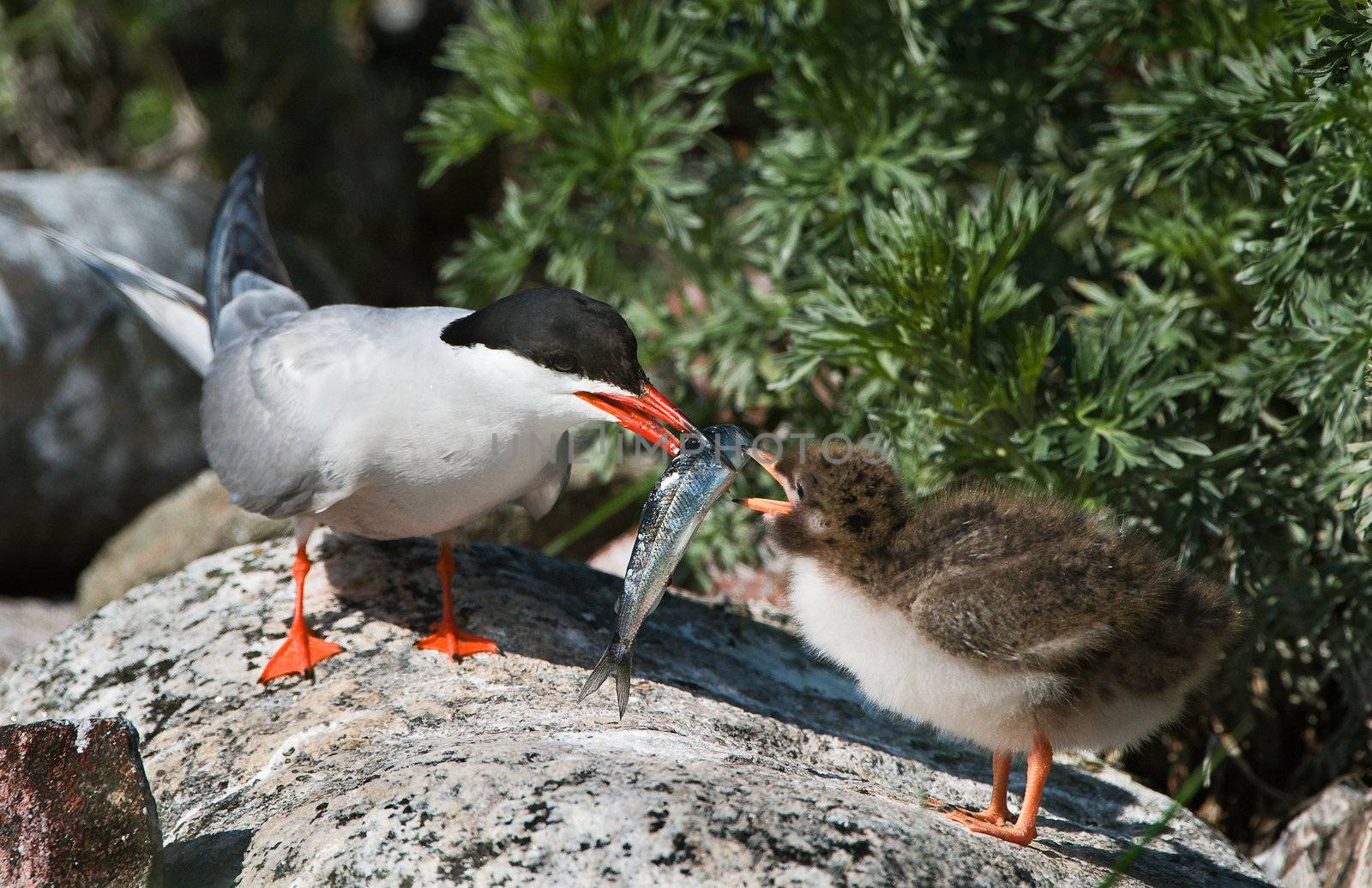 Feeding of a baby bird. by SURZ