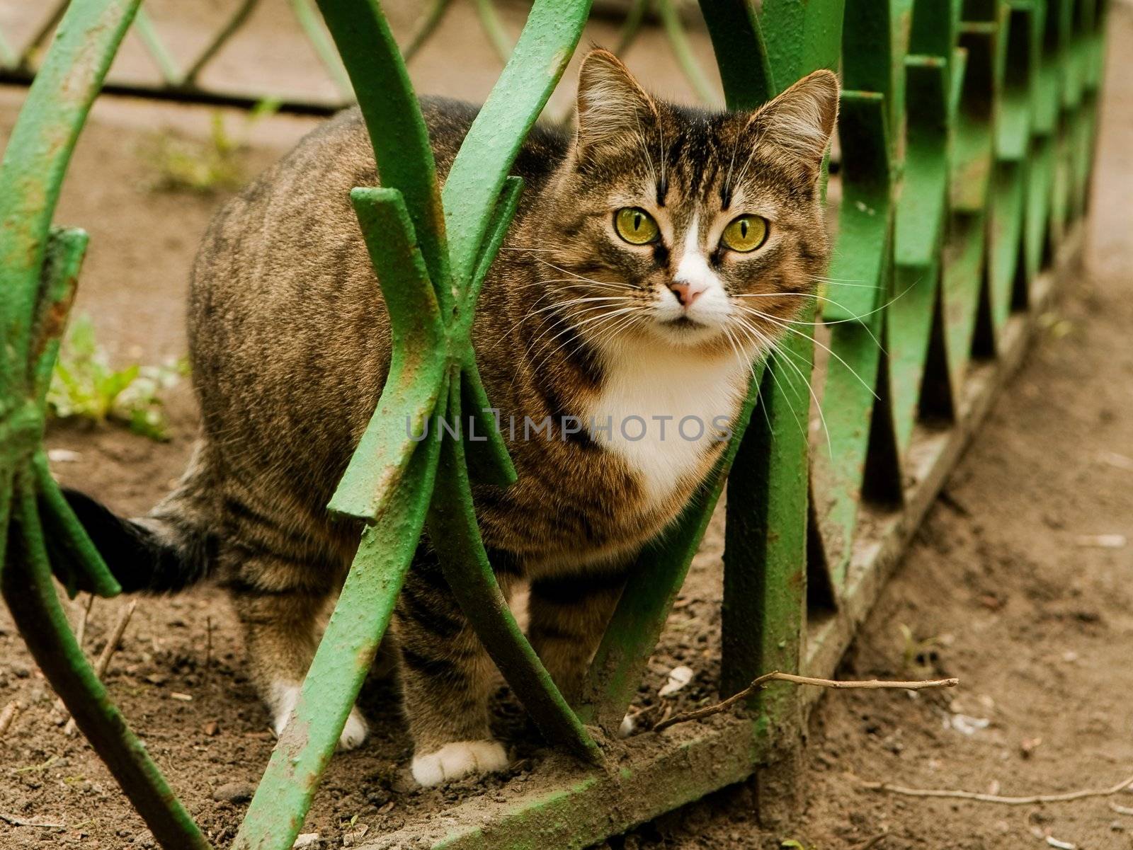 The cat looks directly in a shot near to a metal fencing 
