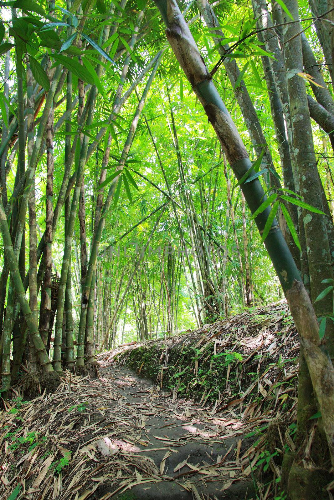 Bamboo Forest