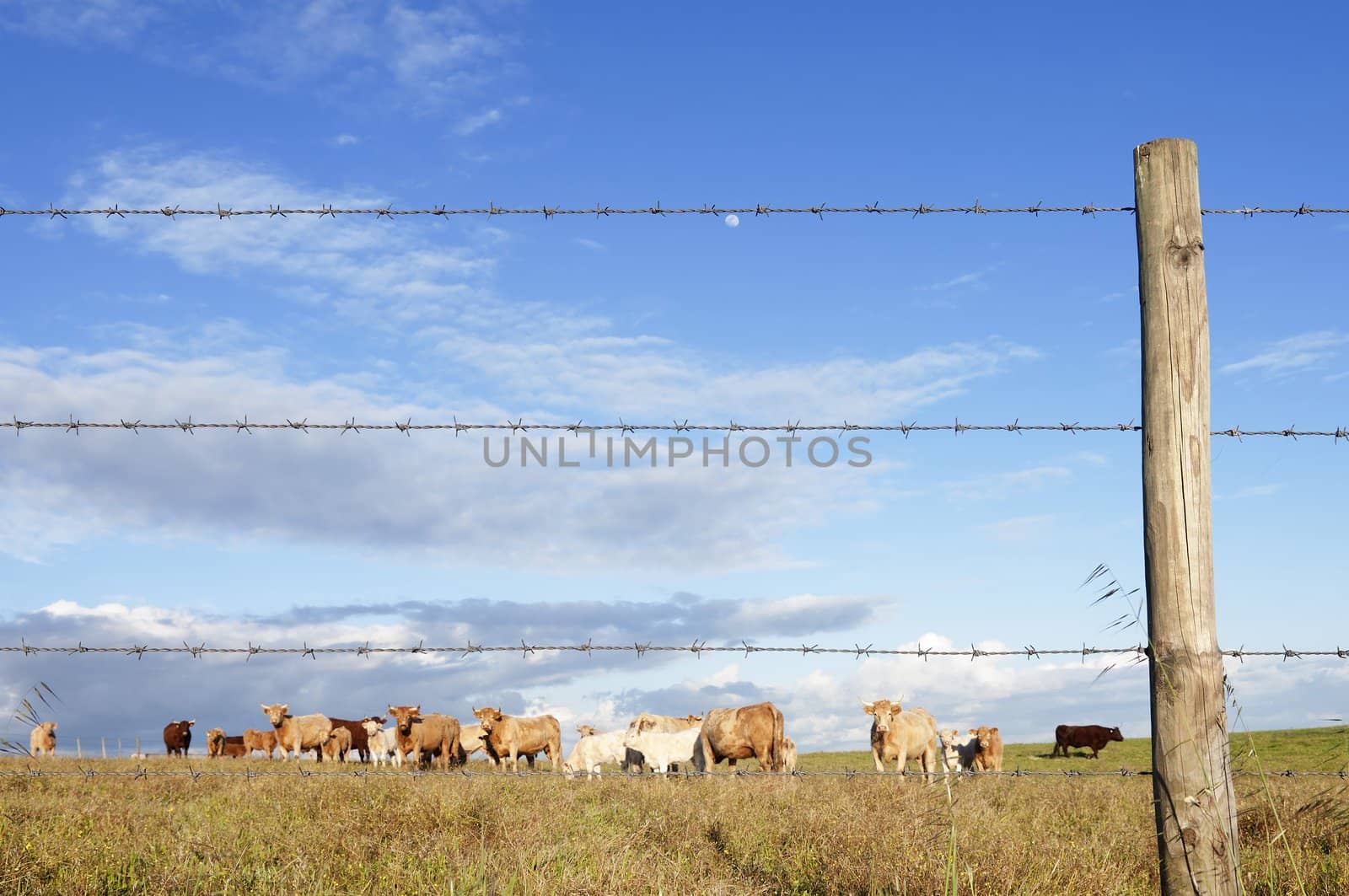 Herd of cows pasturing in a barbwire fenced field,  Alentejo, Portugal