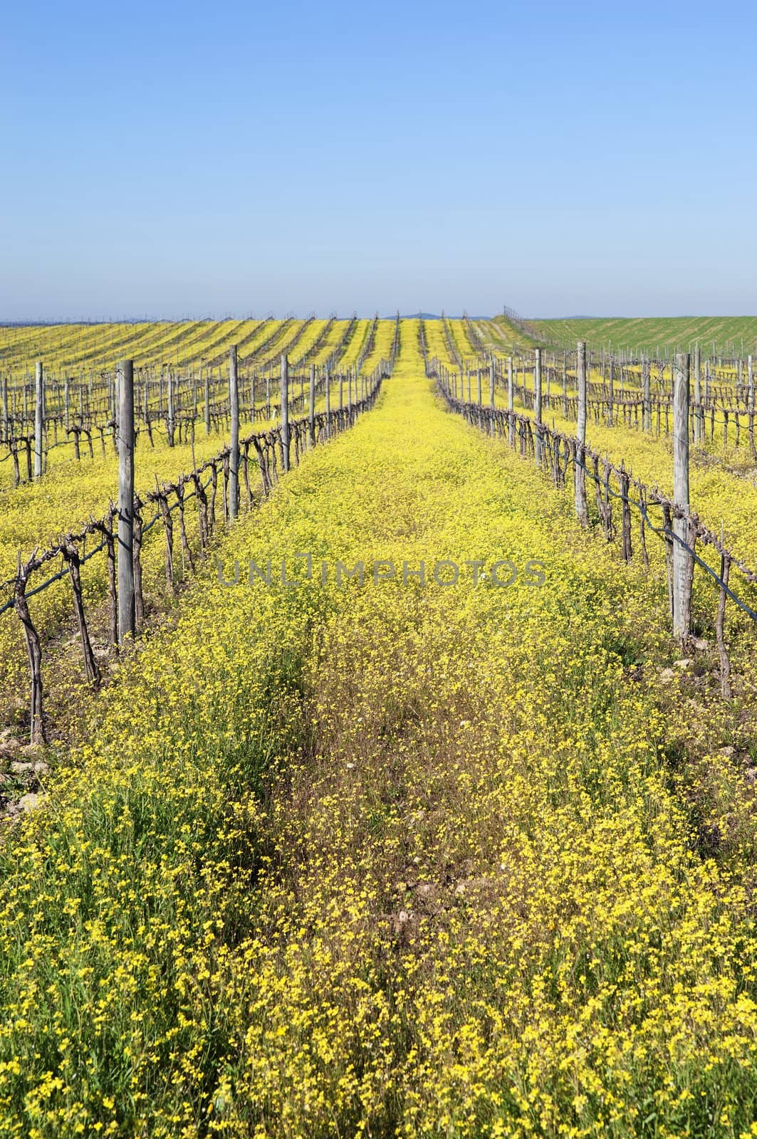 Flowered vineyards pruned in the winter season,  Alentejo, Portugal