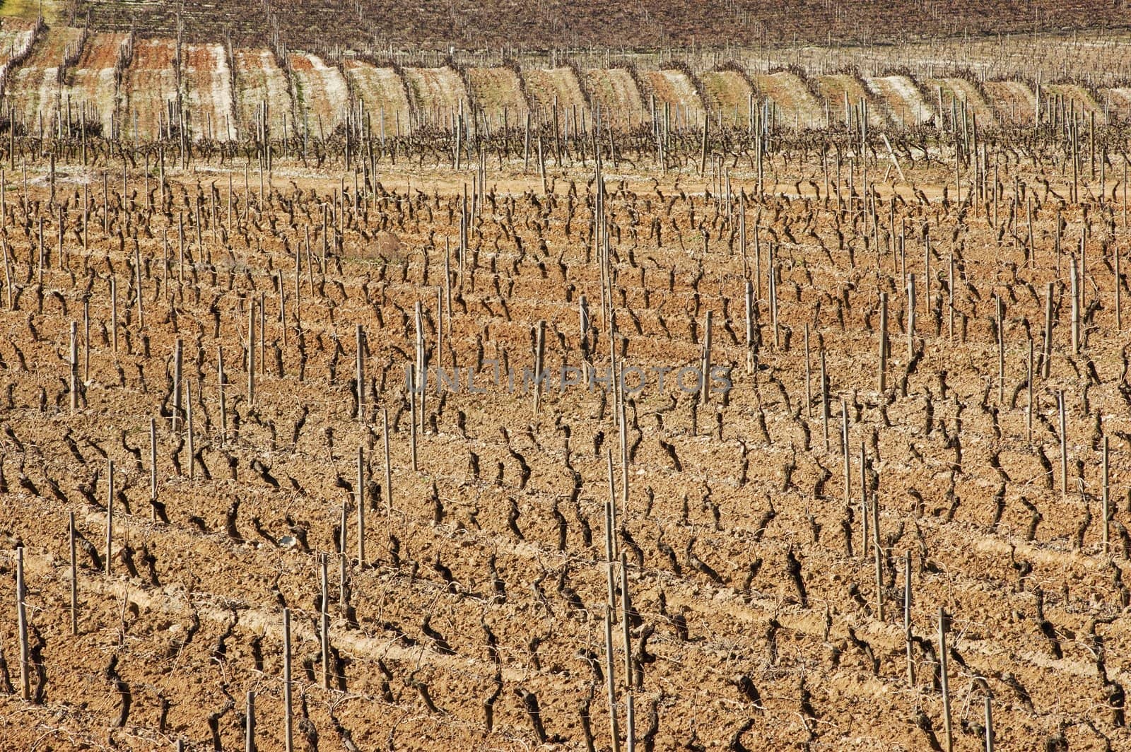 Vineyards pruned in the winter season,  Alentejo, Portugal