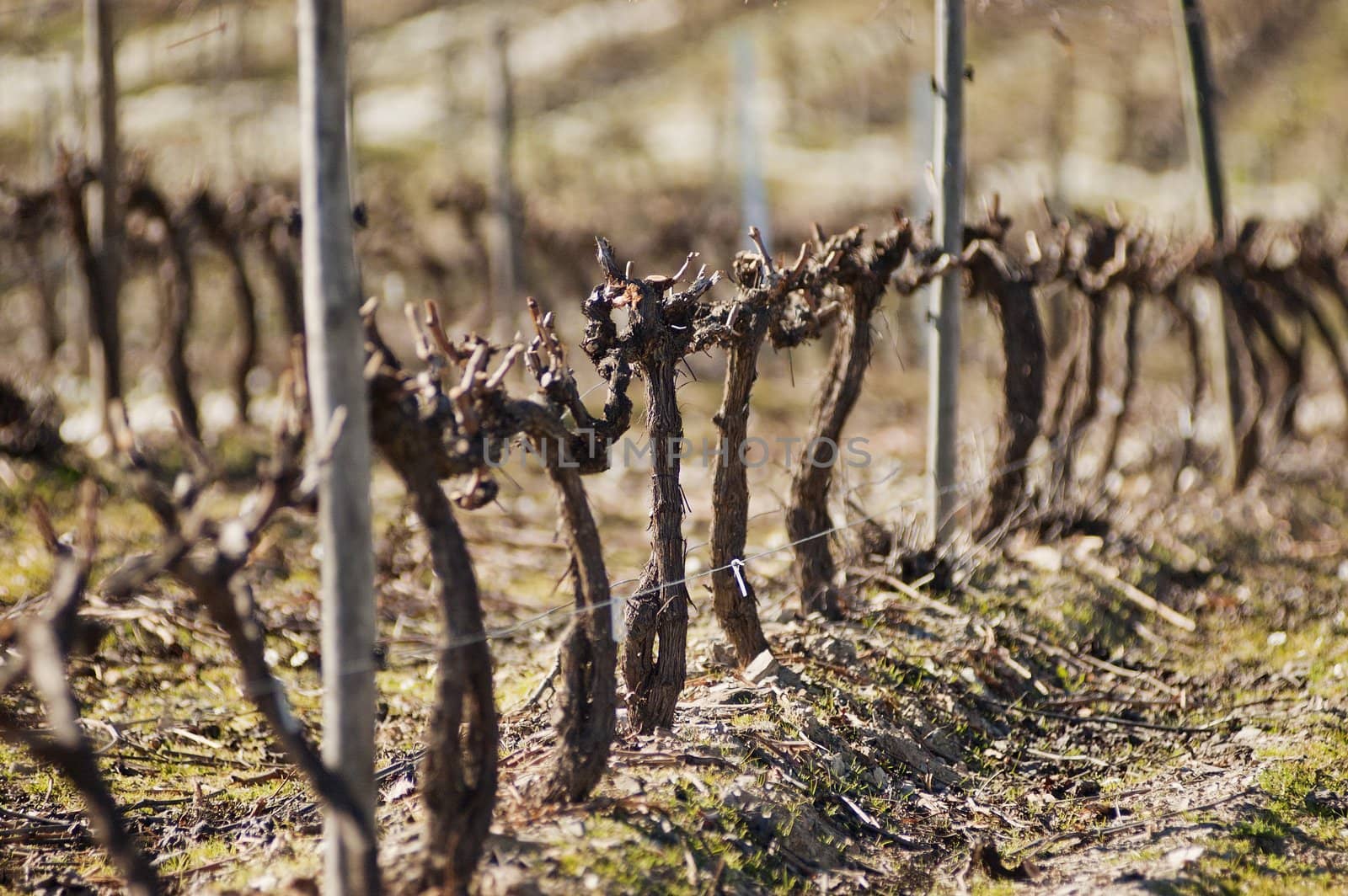 Vineyards pruned in the winter season,  Alentejo, Portugal