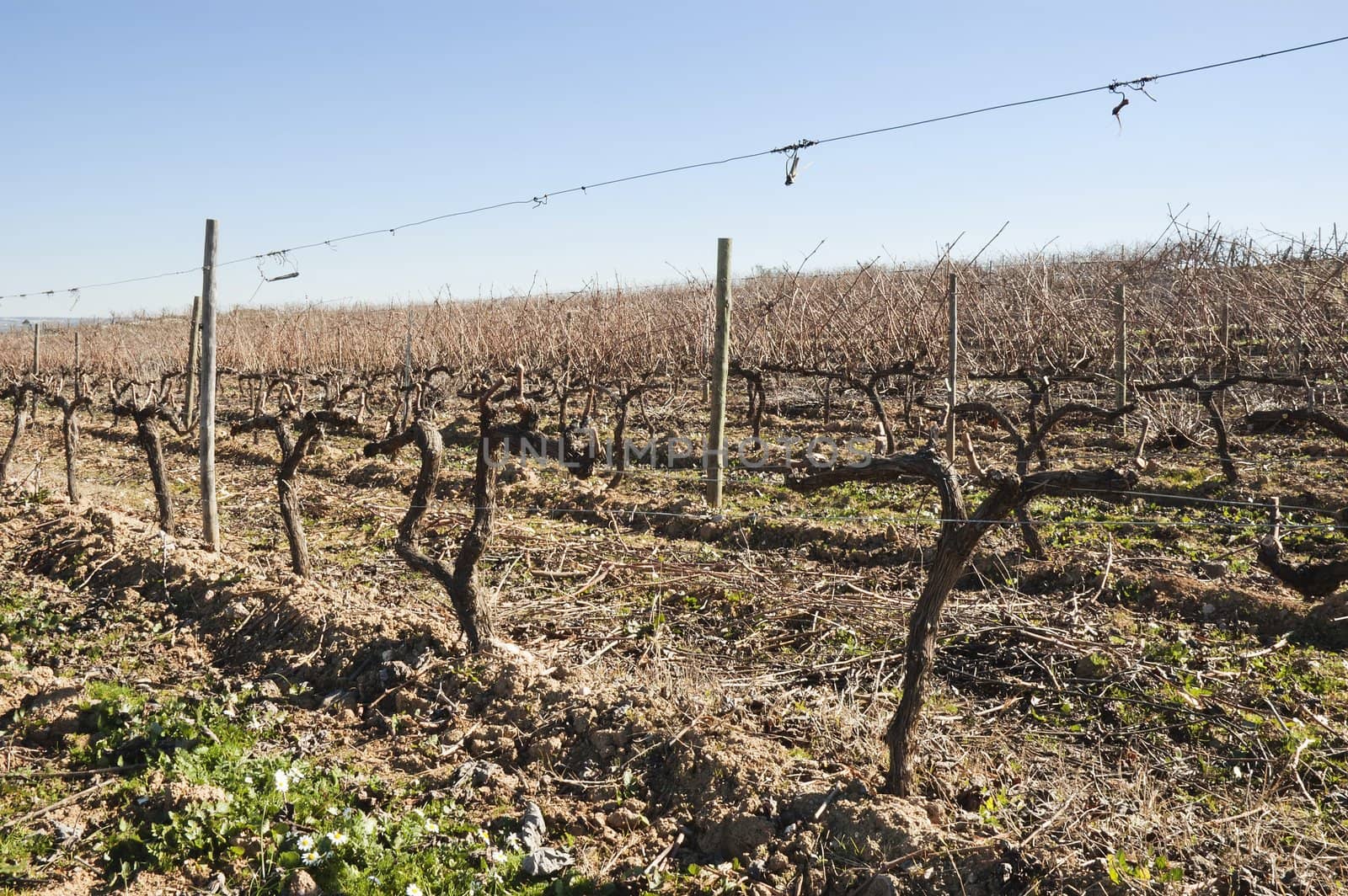 Vineyards pruned in the winter season,  Alentejo, Portugal