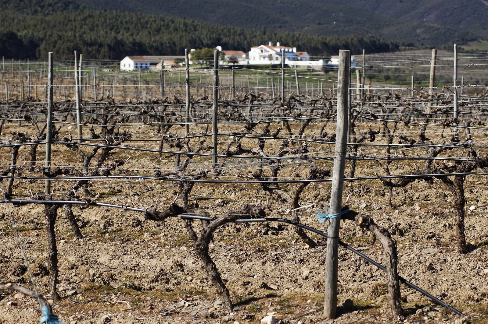 Vineyards pruned in the winter season,  Alentejo, Portugal