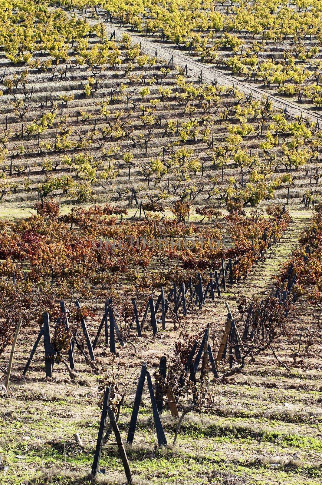 Colorful vineyards in the fall season,  Alentejo, Portugal