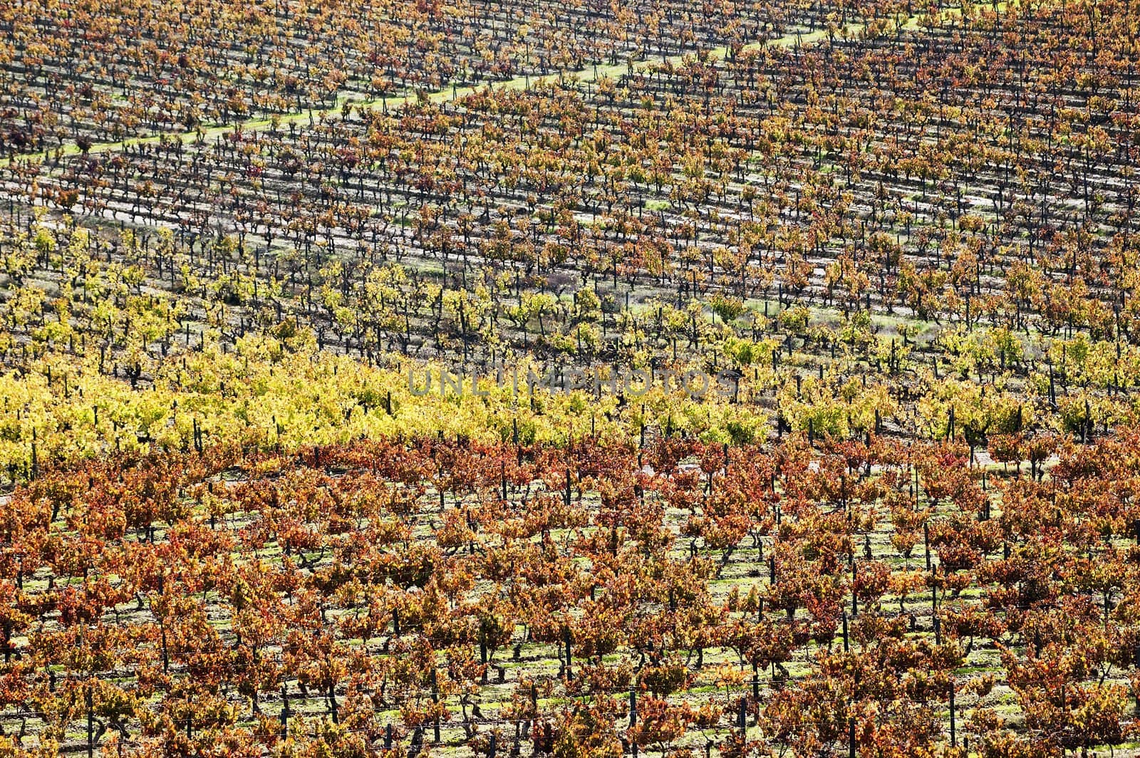 Colorful vineyards in the fall season,  Alentejo, Portugal