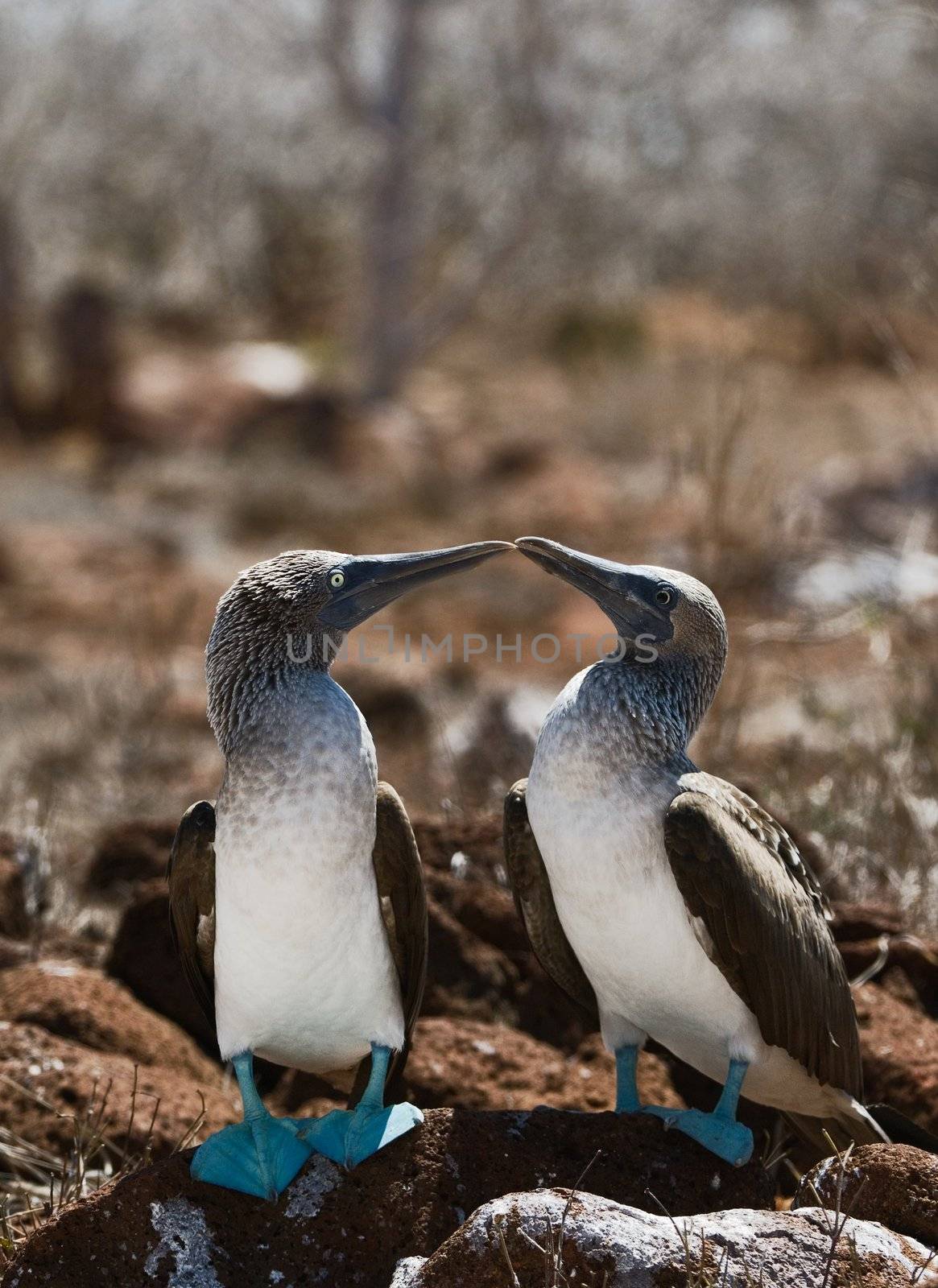Kissing Blue-footed Boobys. by SURZ