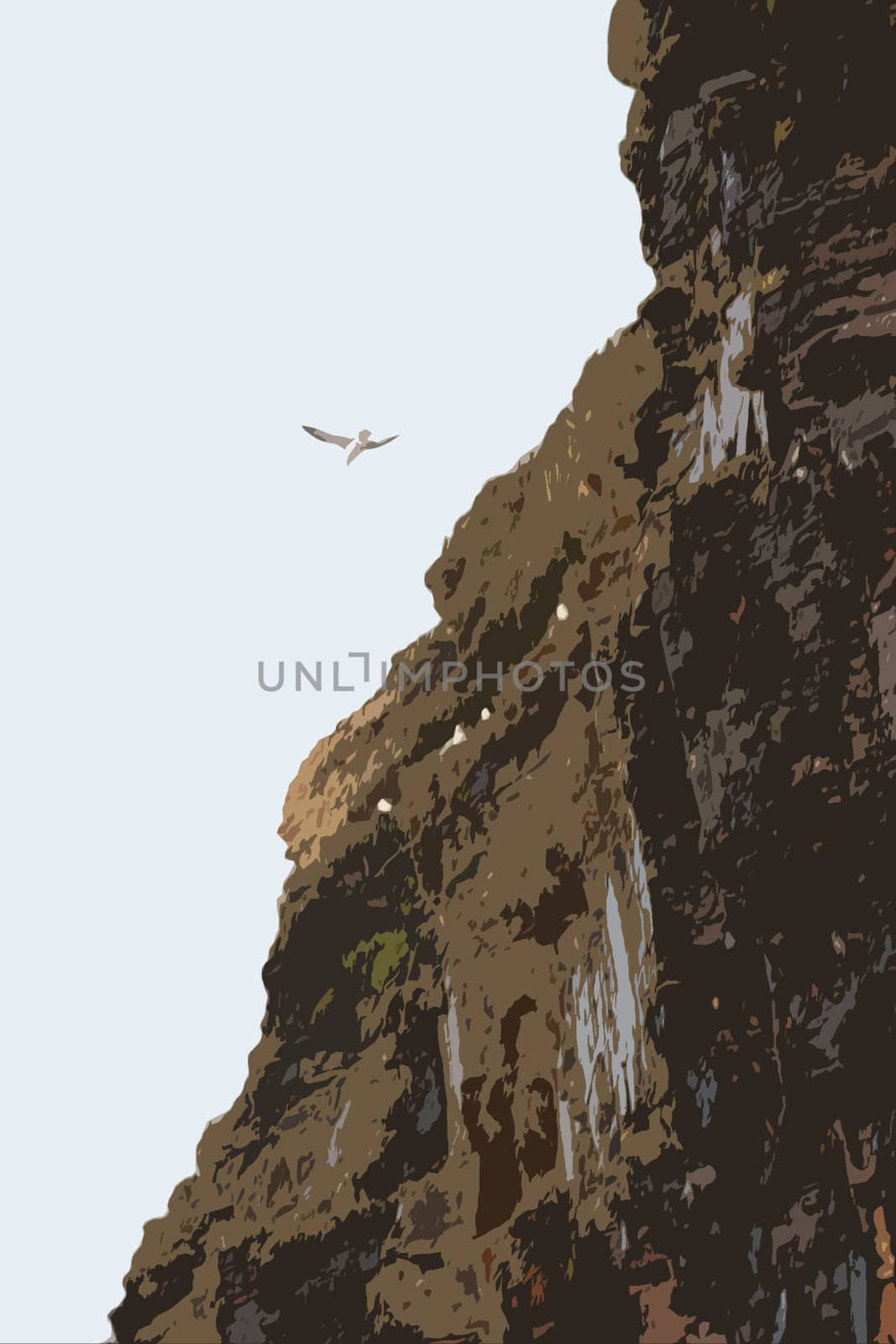 cliff gull in ballybunion by morrbyte