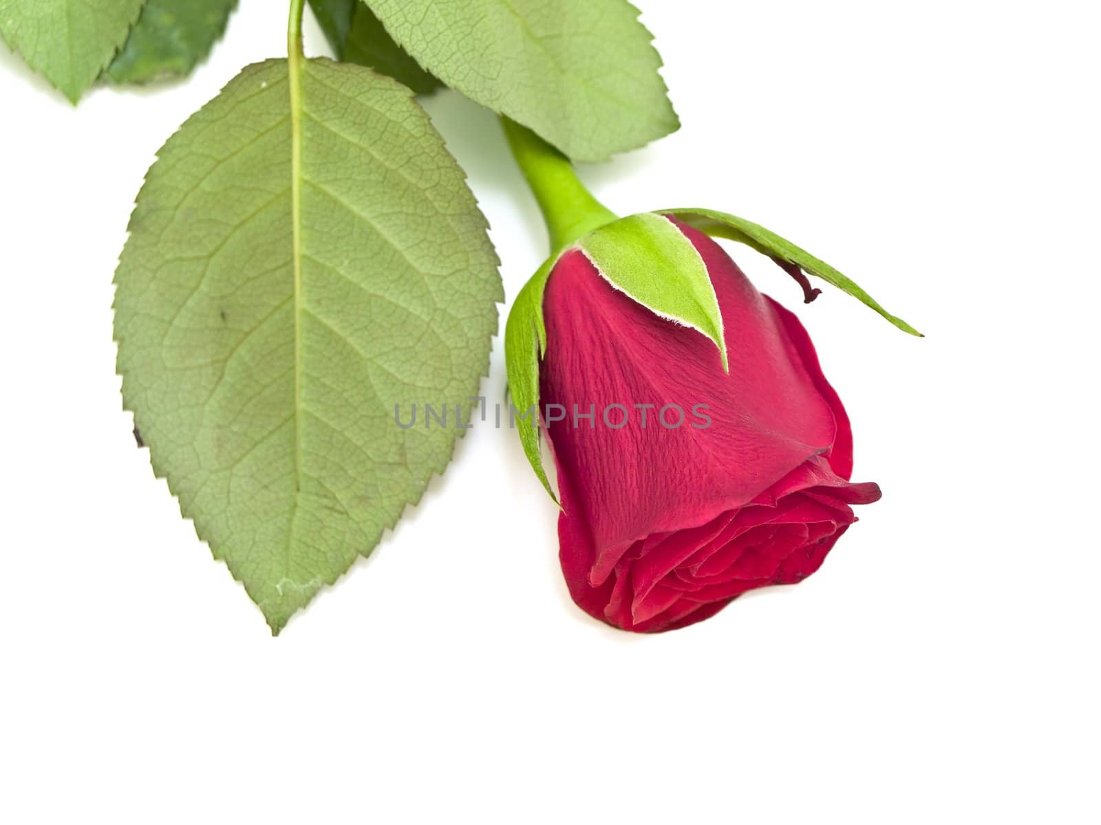 Single red rose at the white table