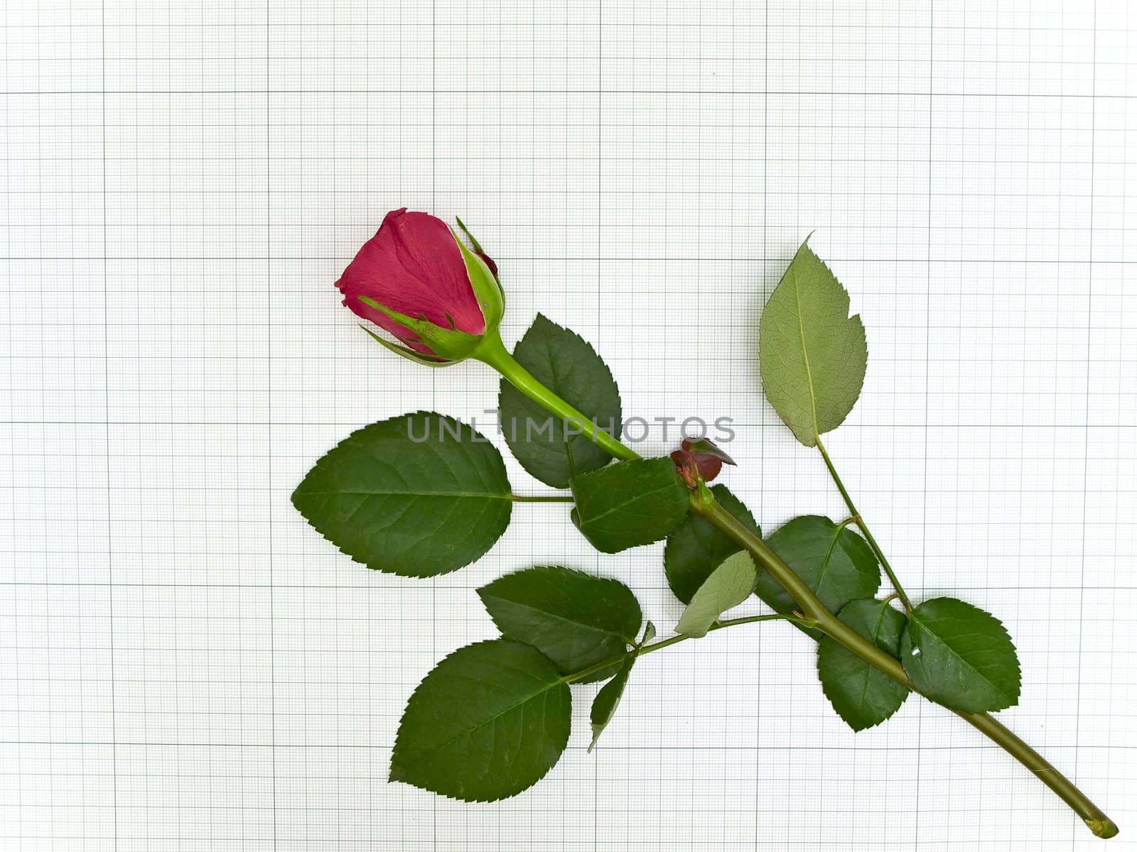 Single red rose at the plotting paper