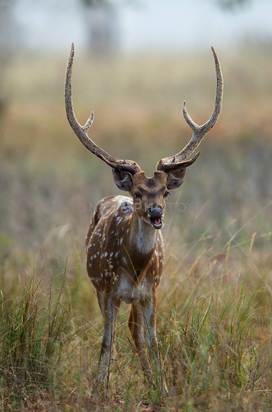 The chital or cheetal (Axis axis), also known as chital deer, spotted deer or axis deer is a deer which commonly inhabits wooded regions of Sri Lanka, Nepal, Bangladesh and India, and on the Veliki Brijun Island in the Brijuni Archipelago of the Istrian Peninsula in Croatia. 