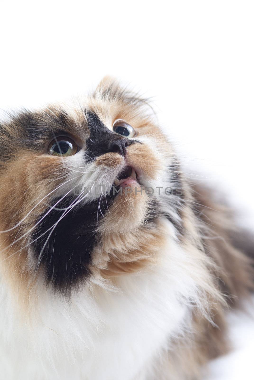 Cat on white background