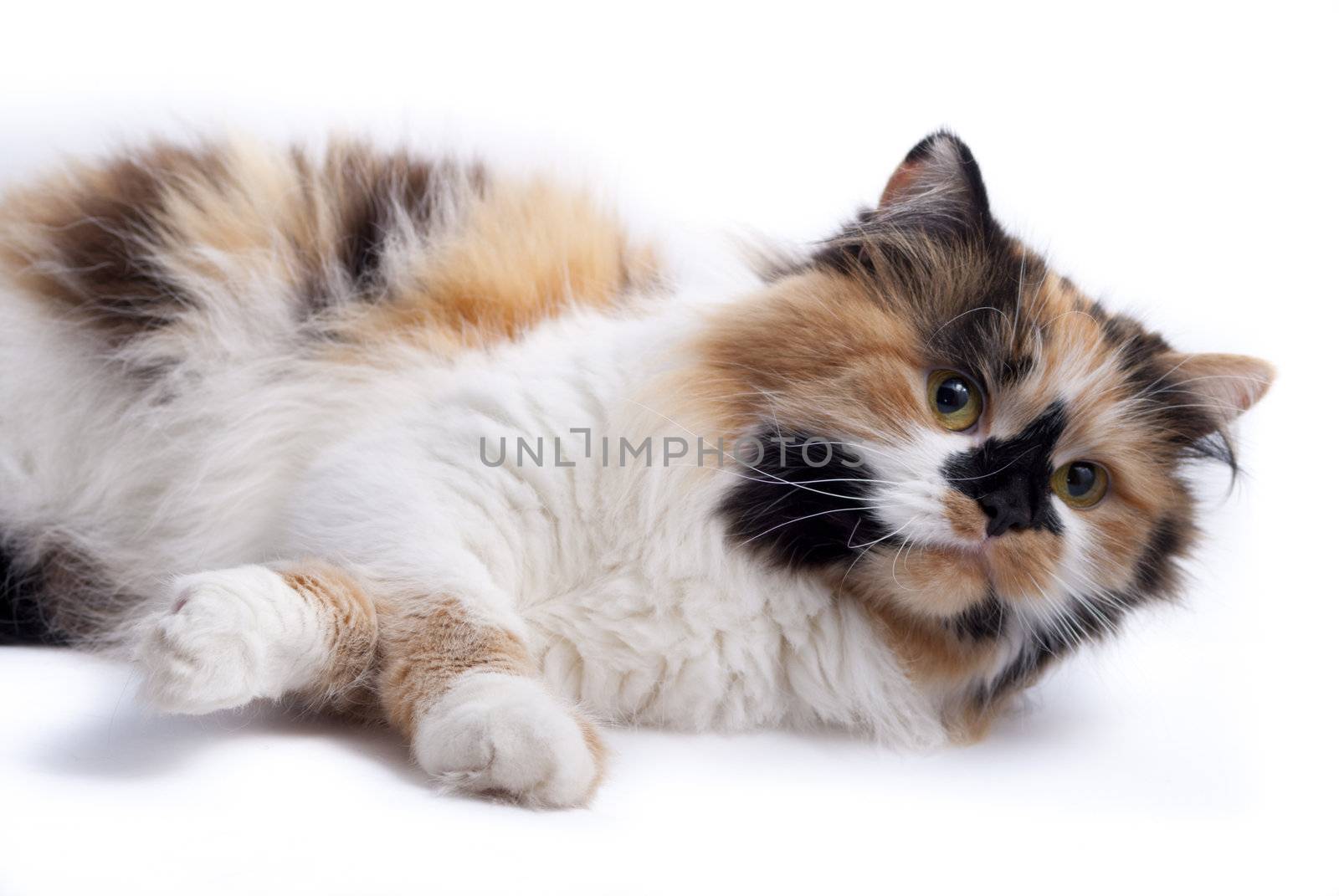 Cat on white background