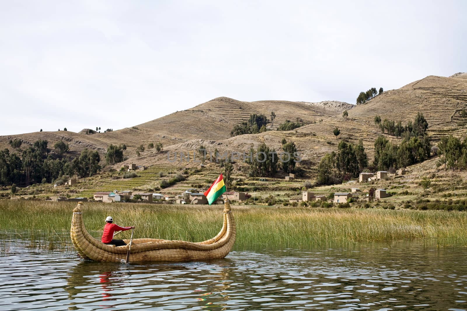 The Uros, an indigenous people predating the Incas, live on Lake Titicaca upon floating islands fashioned from this plant. The Uros also use the Totora plant to make boats (balsas) of the bundled dried plant reeds.