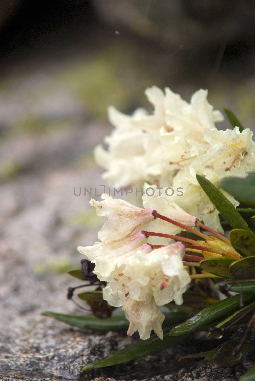 rhododendron