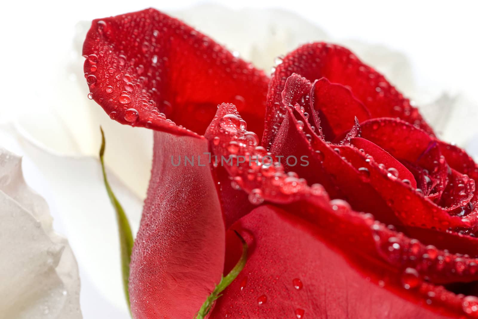 Closeup of red rose dewdrop sorrounded by white roses