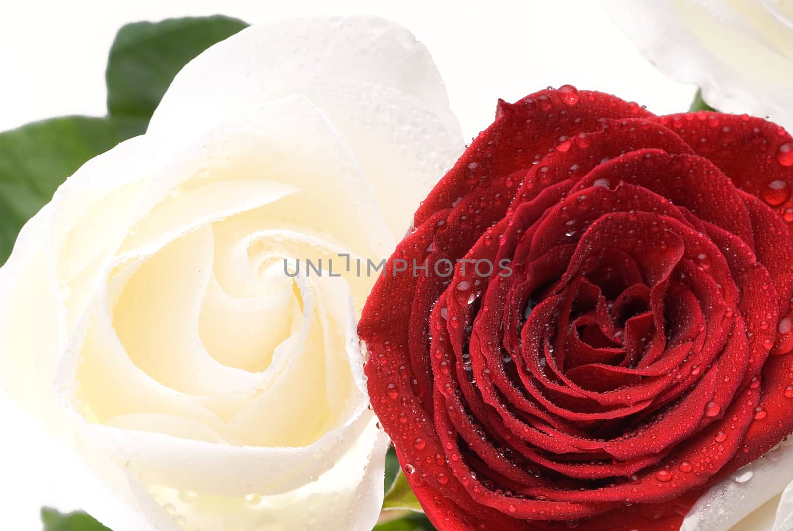 Two roses, red and white with dewdrops