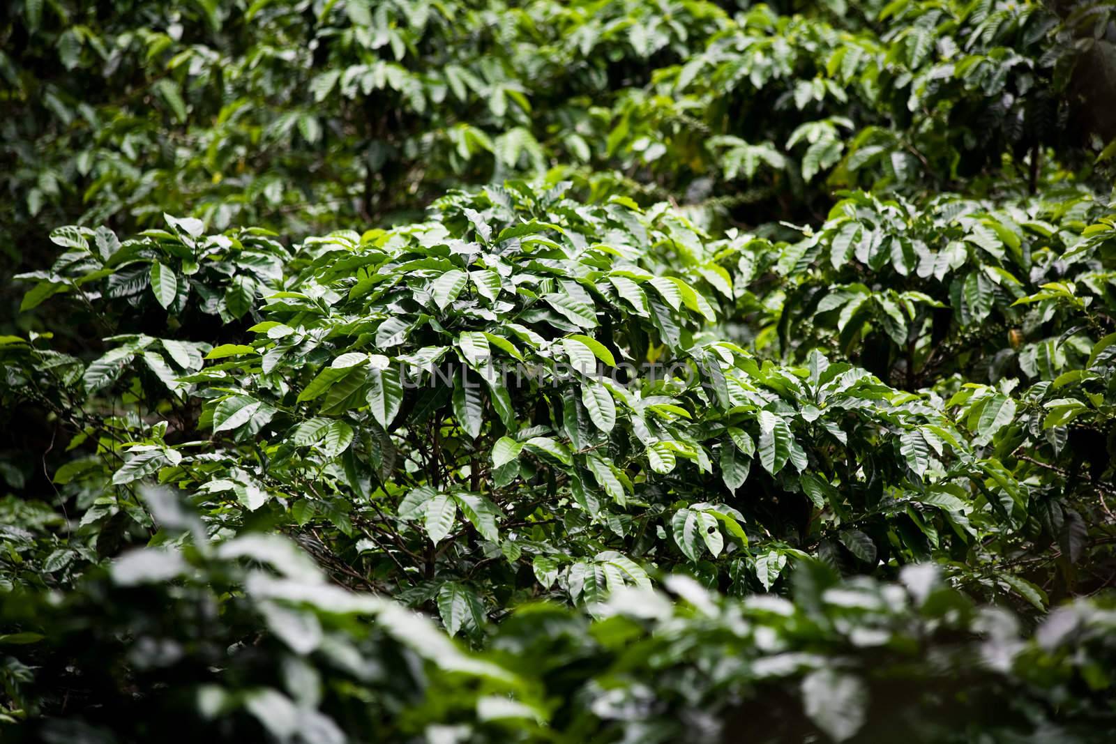 Many coffee plants on plantation in Costa Rica