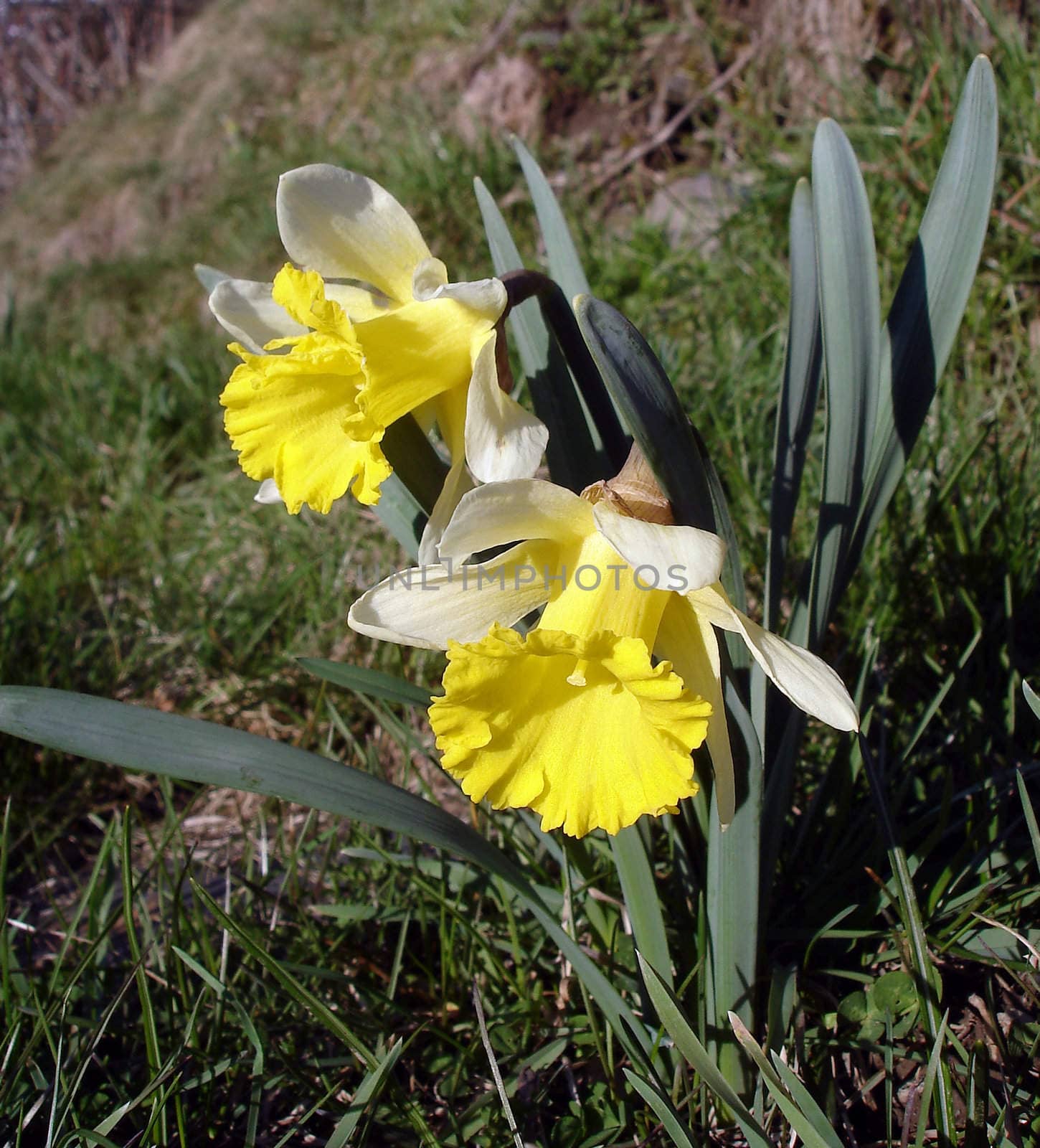 Trumpet Narcissus / Wild Daffodil (Narcissus pseudonarcissus) In Spanish Pyrenees