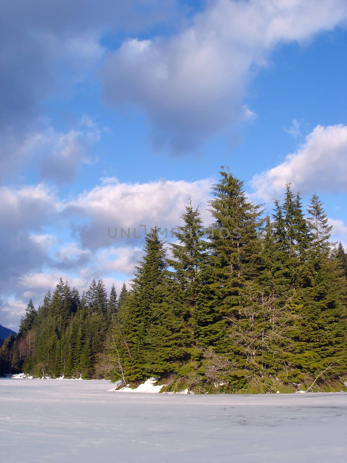 Frozen Lake And Green Conifer Forest