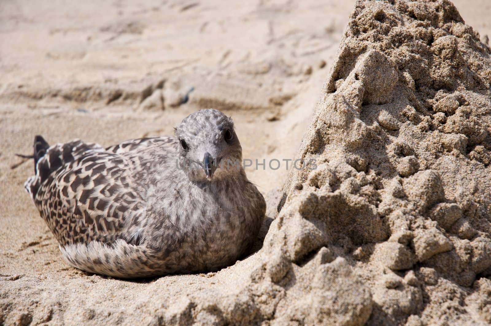 Baby seagull protecting itself from wind behind sand mount.
