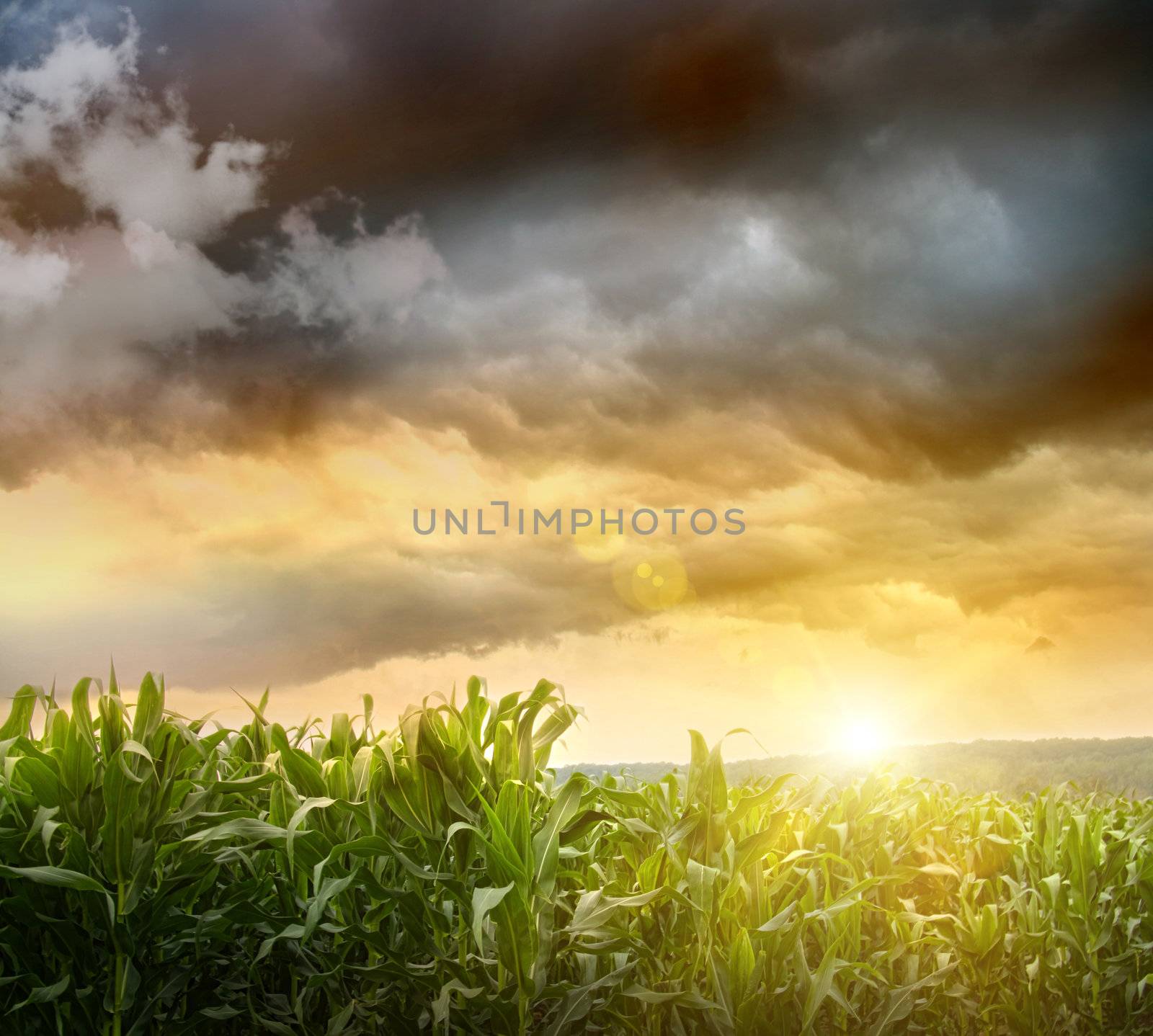 Dark skies looming over corn fields at sunset