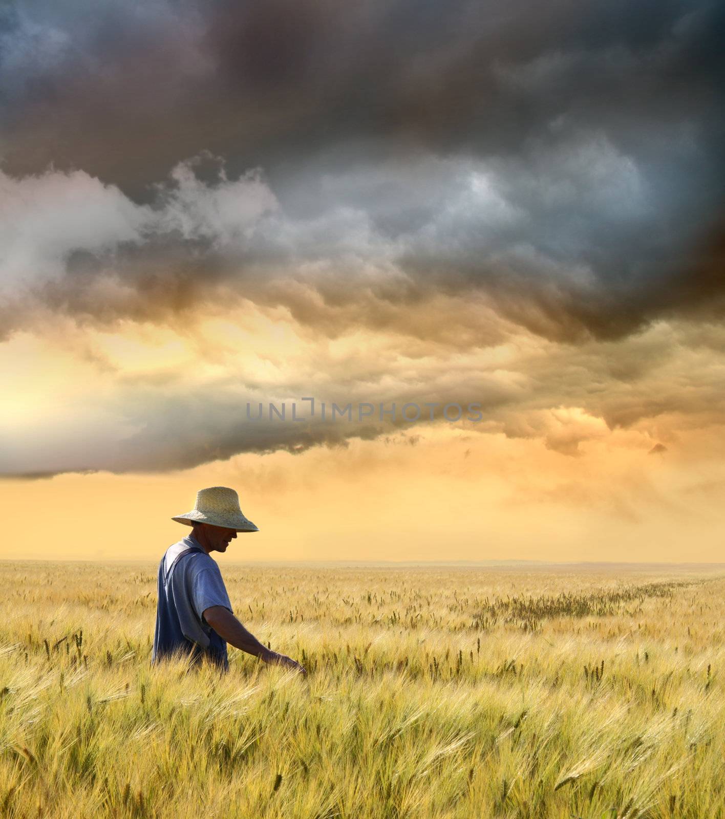 Farmer checking his crop of wheat against a beautiful sunset