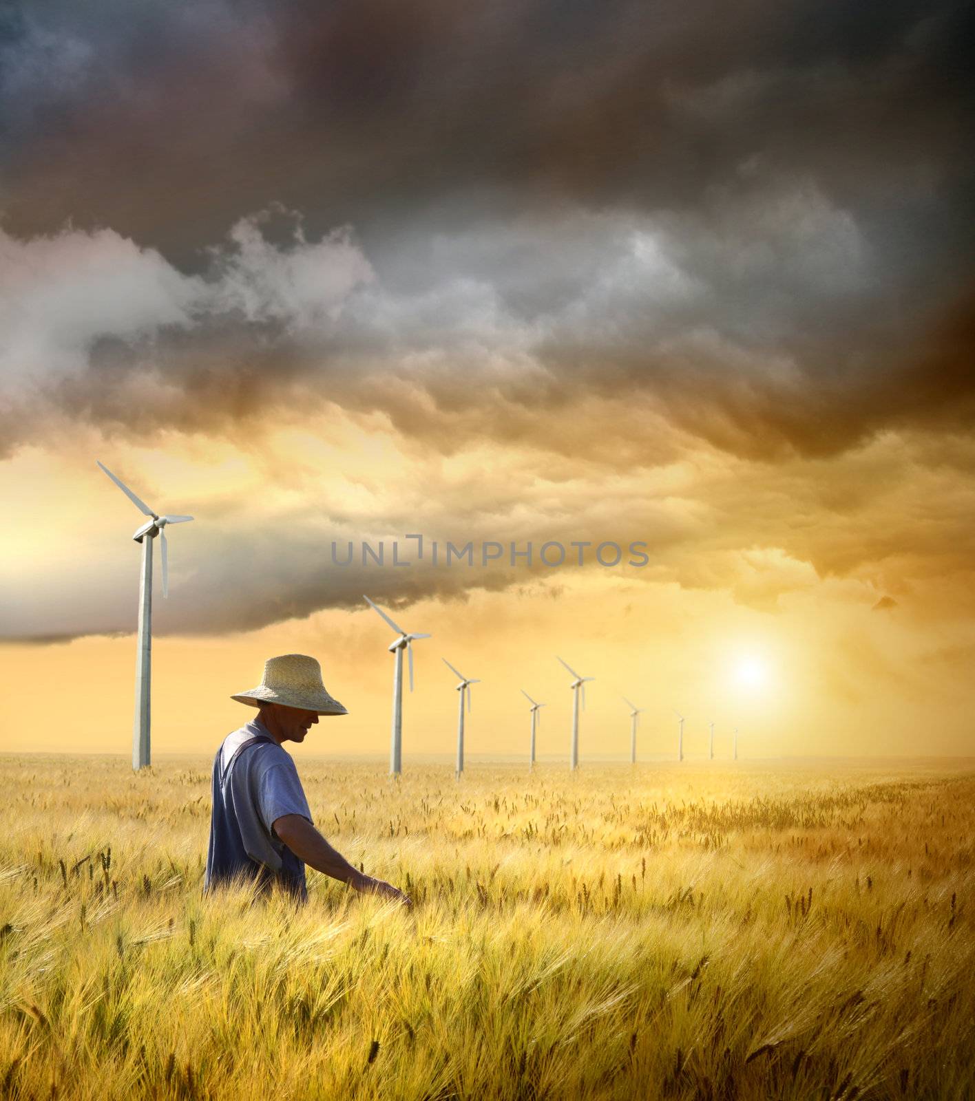 Farmer checking his crop of wheat against a beautiful sunset