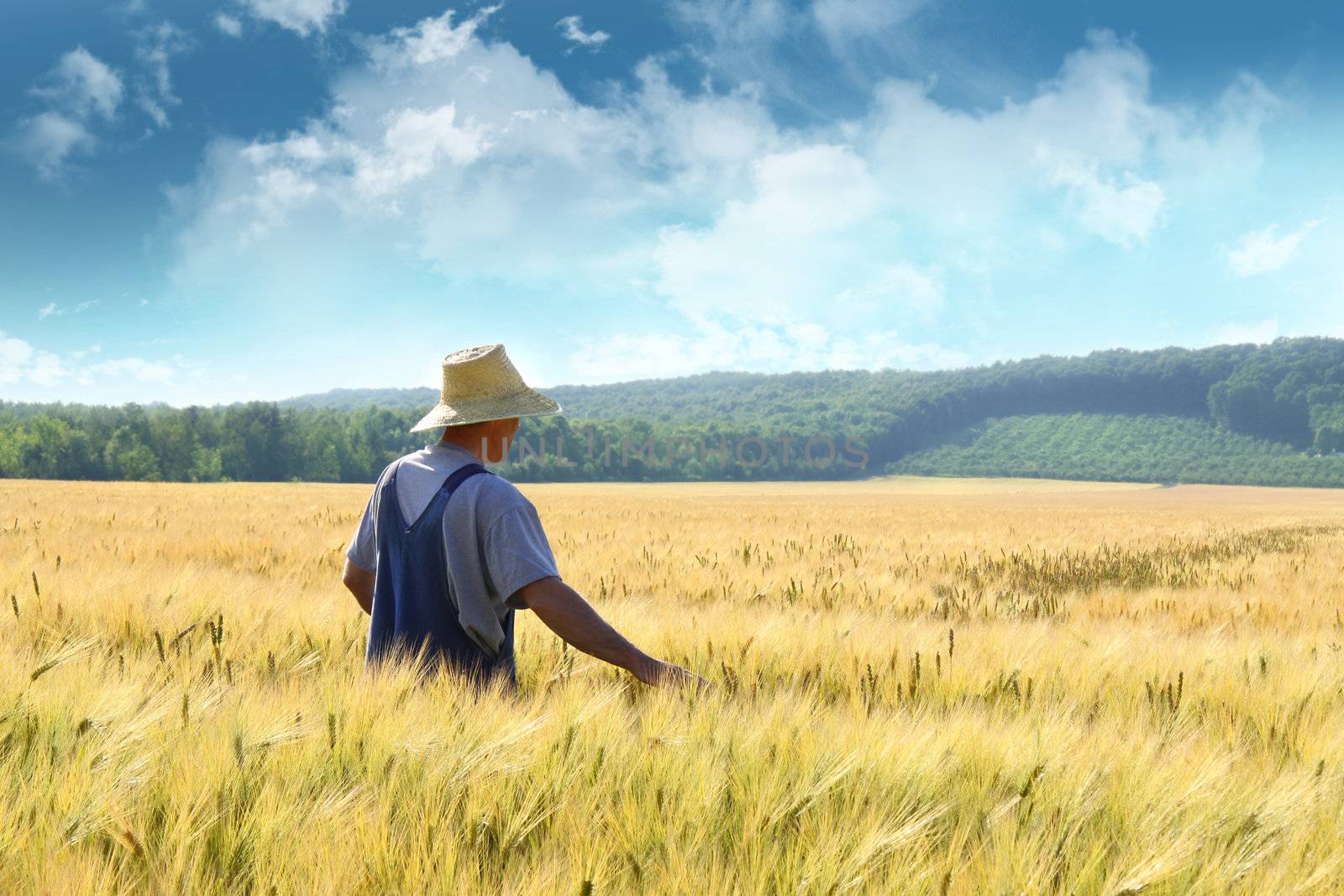 Farmer walking through a golden wheat field