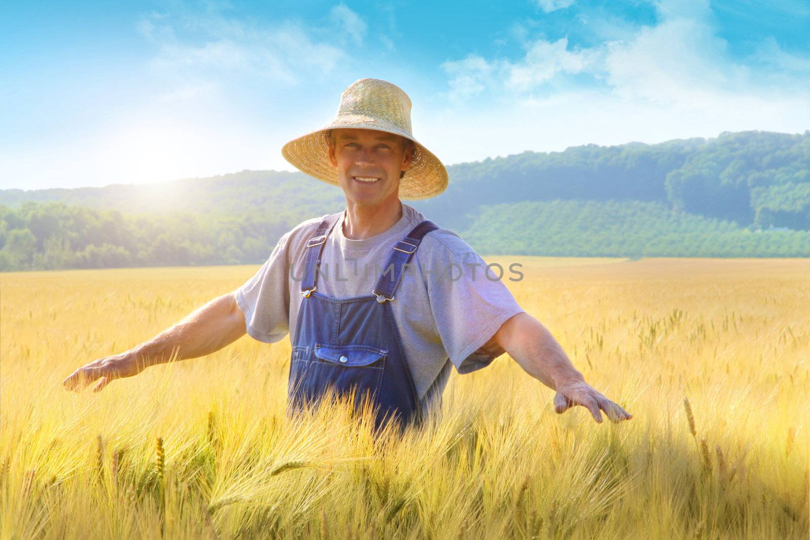 Farmer checking his crop of wheat