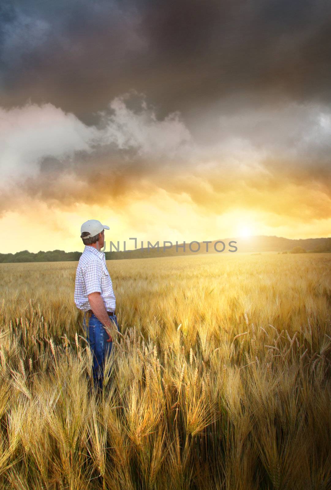 Man standing in a field of wheat at sunset