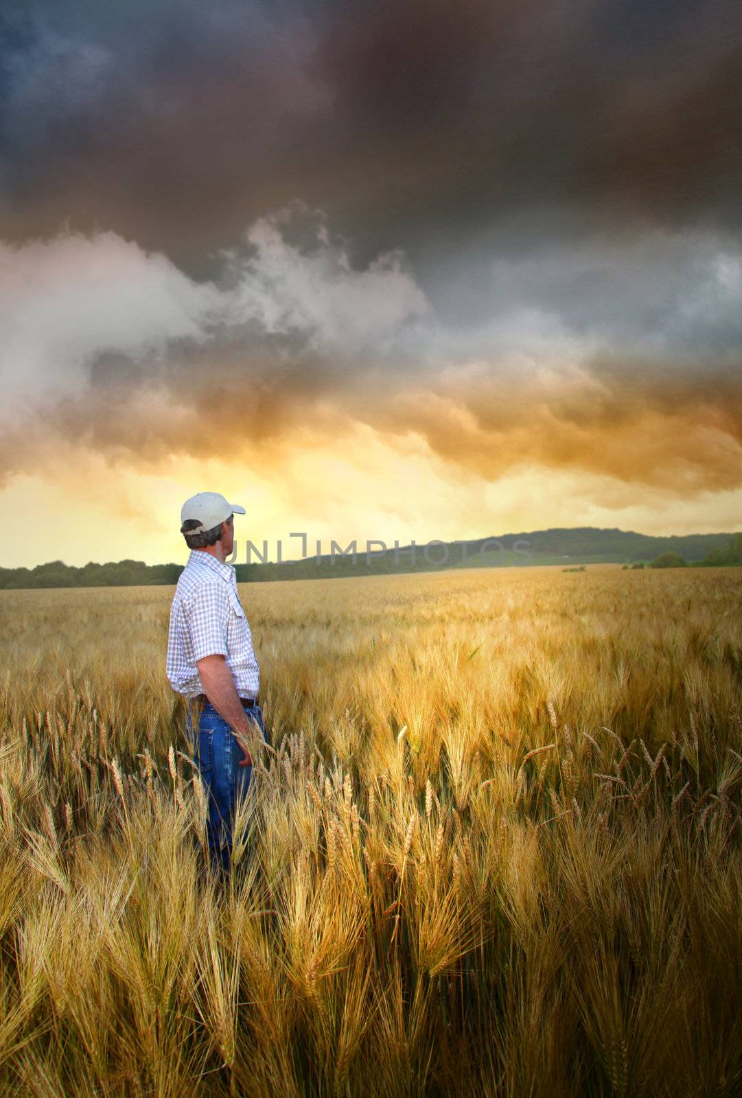Man standing in a field of wheat at sunset